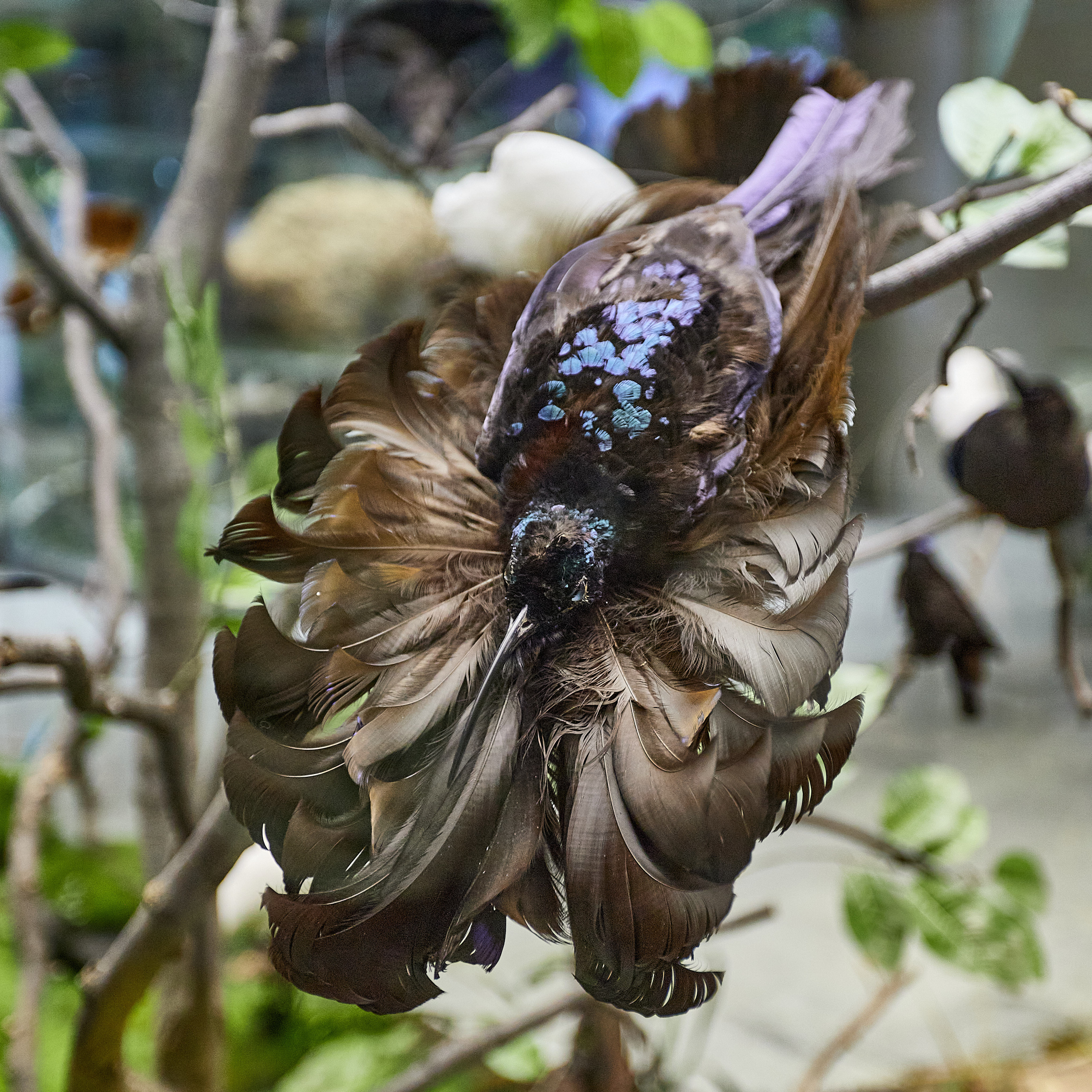 Музей Дарвина. Главная