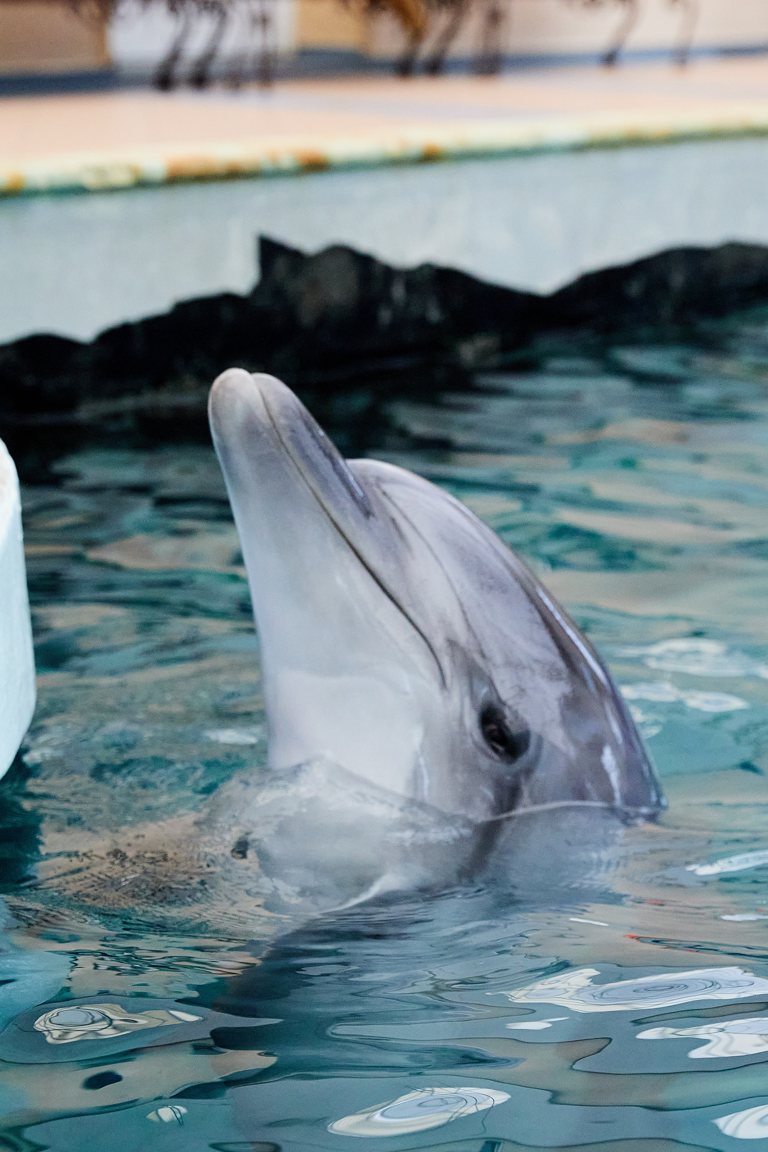 Белуга и дельфины. Главная