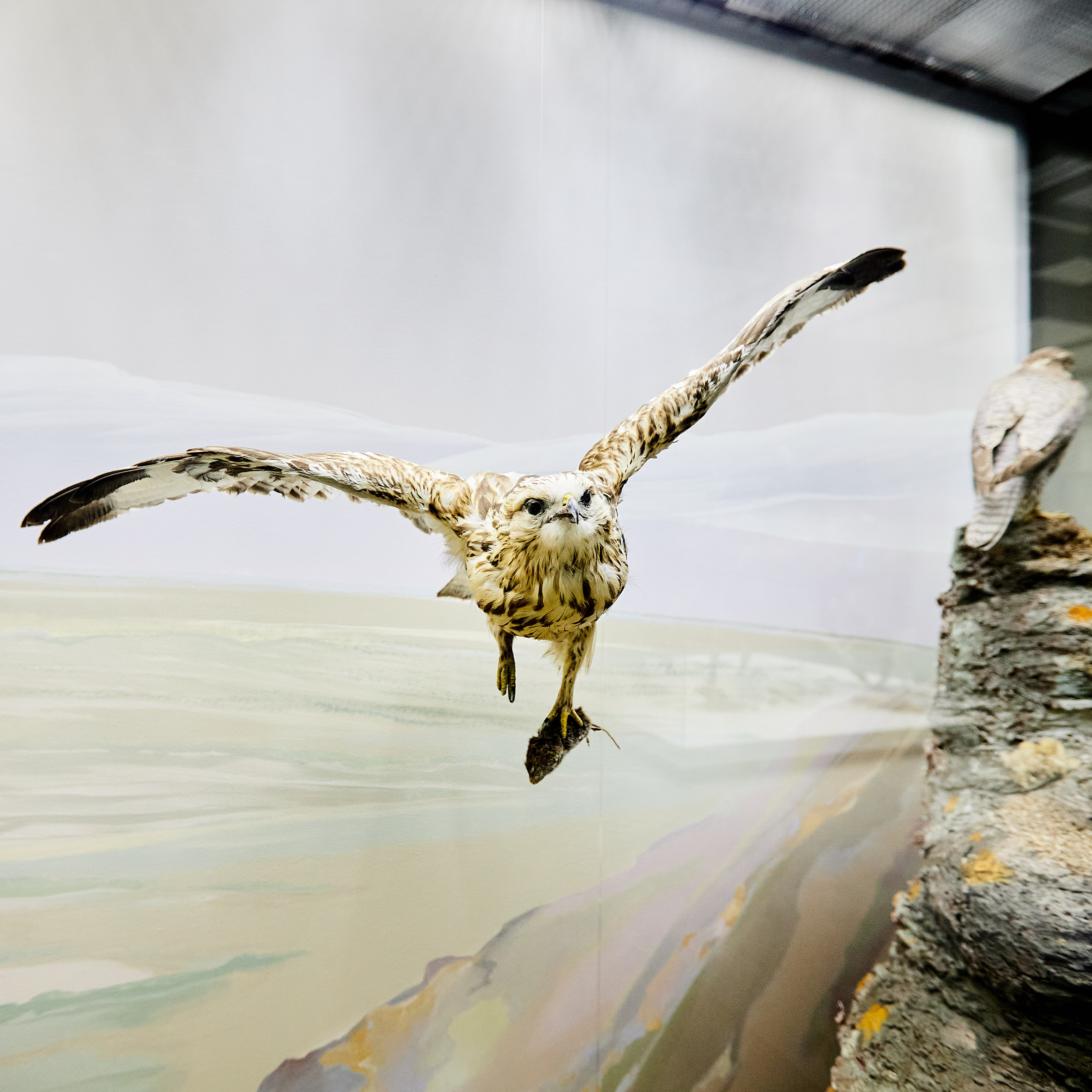 Музей Дарвина. Главная