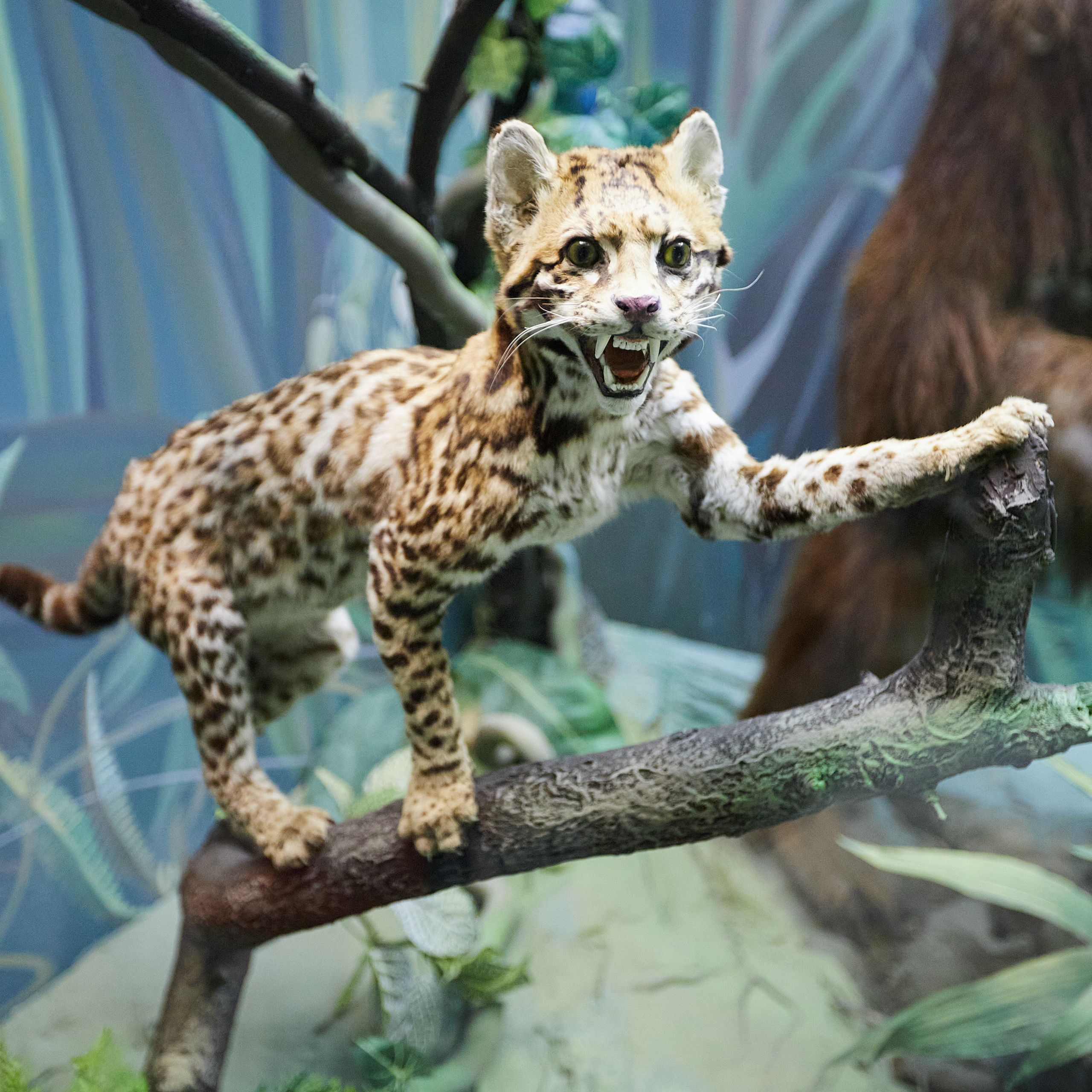 Музей Дарвина. Главная