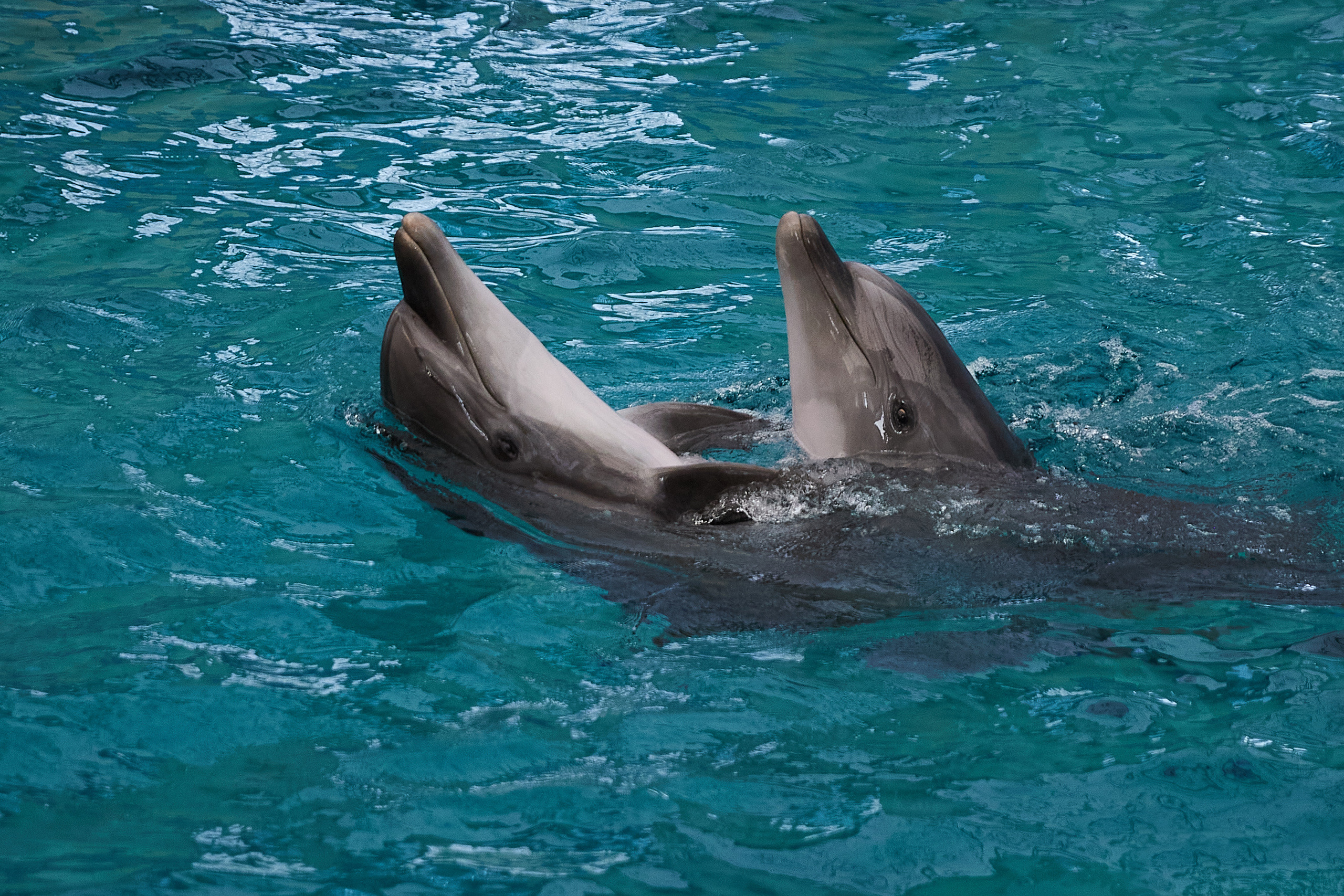 Белуга и дельфины. Главная