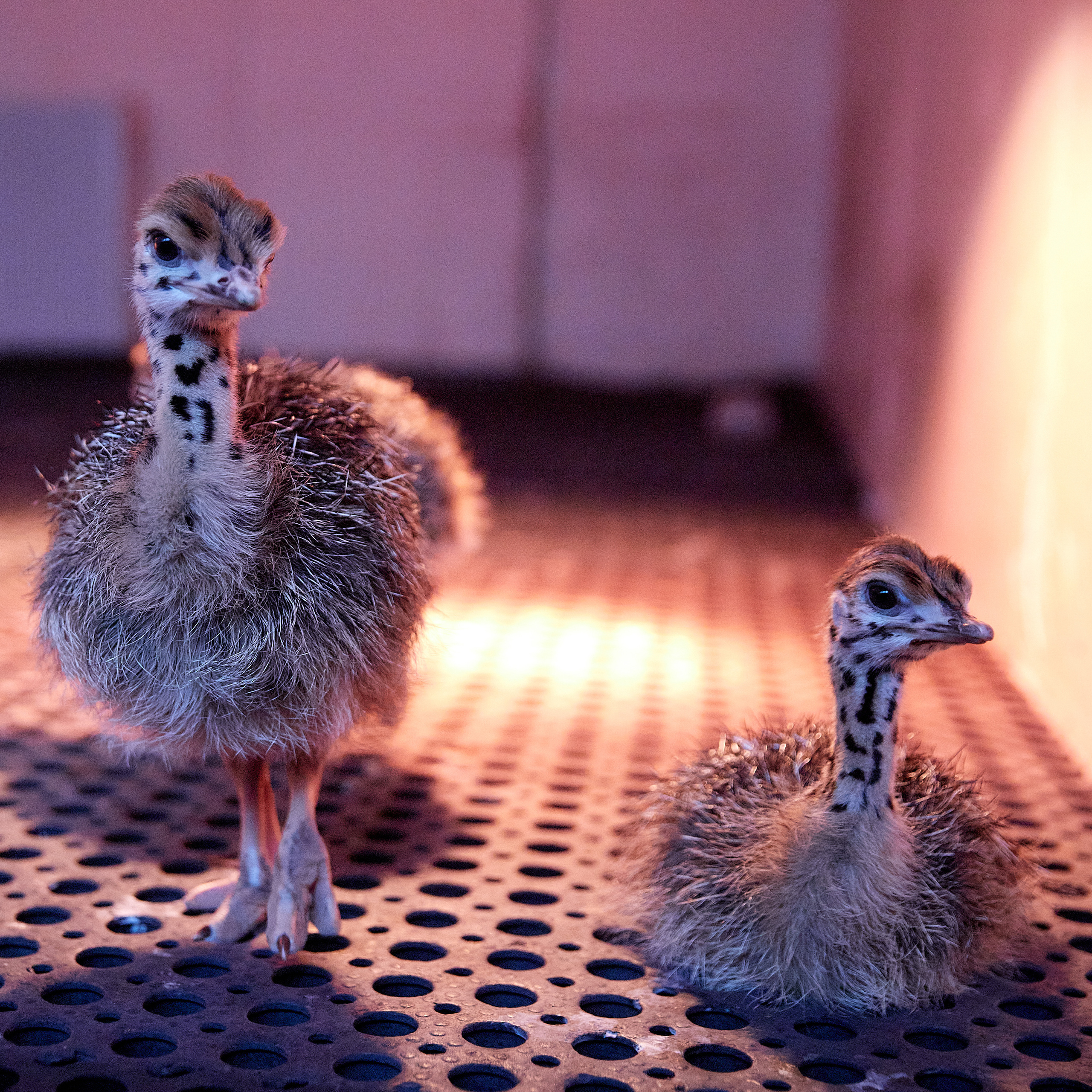 Огромный птичий мир. Главная