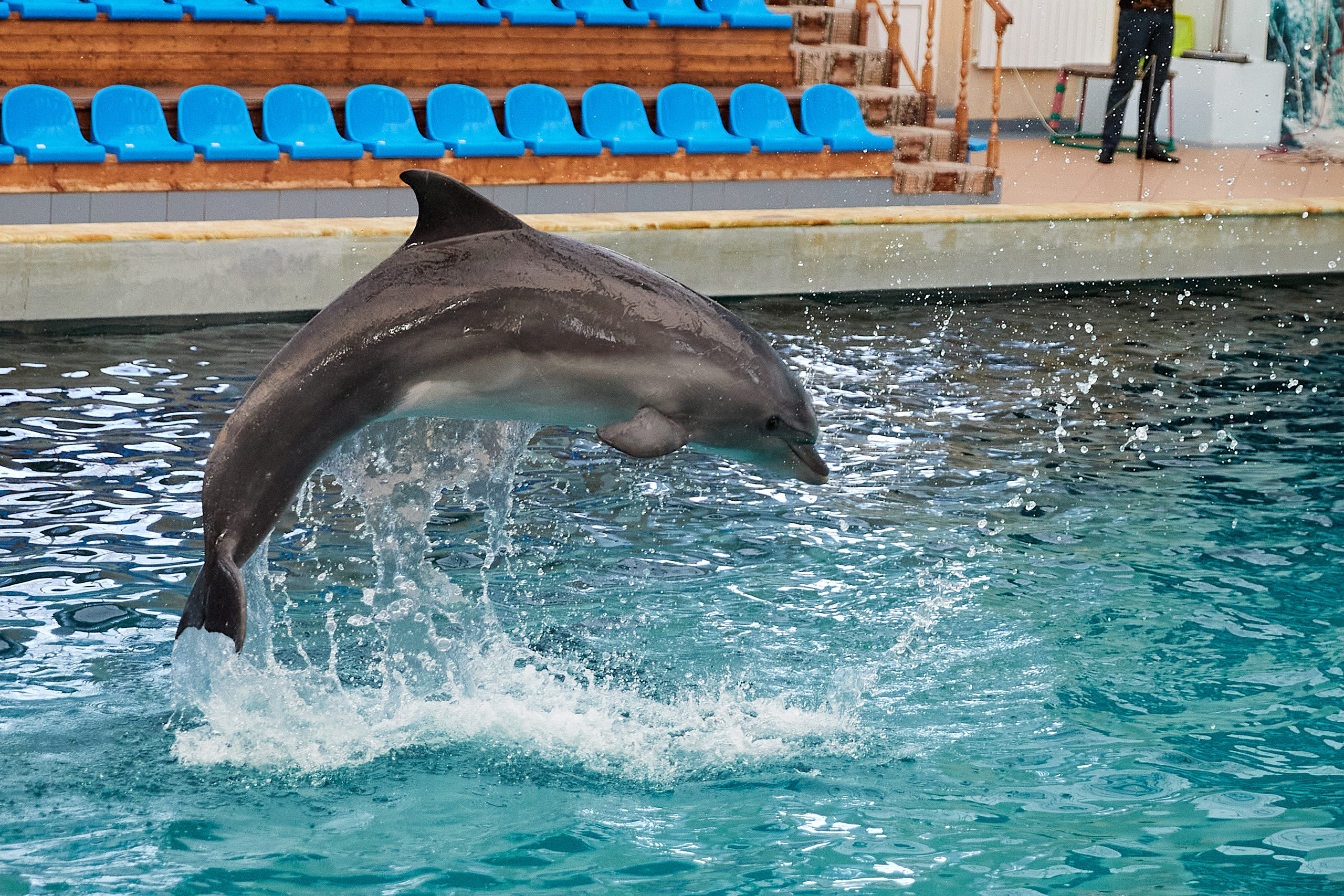 Белуга и дельфины. Главная