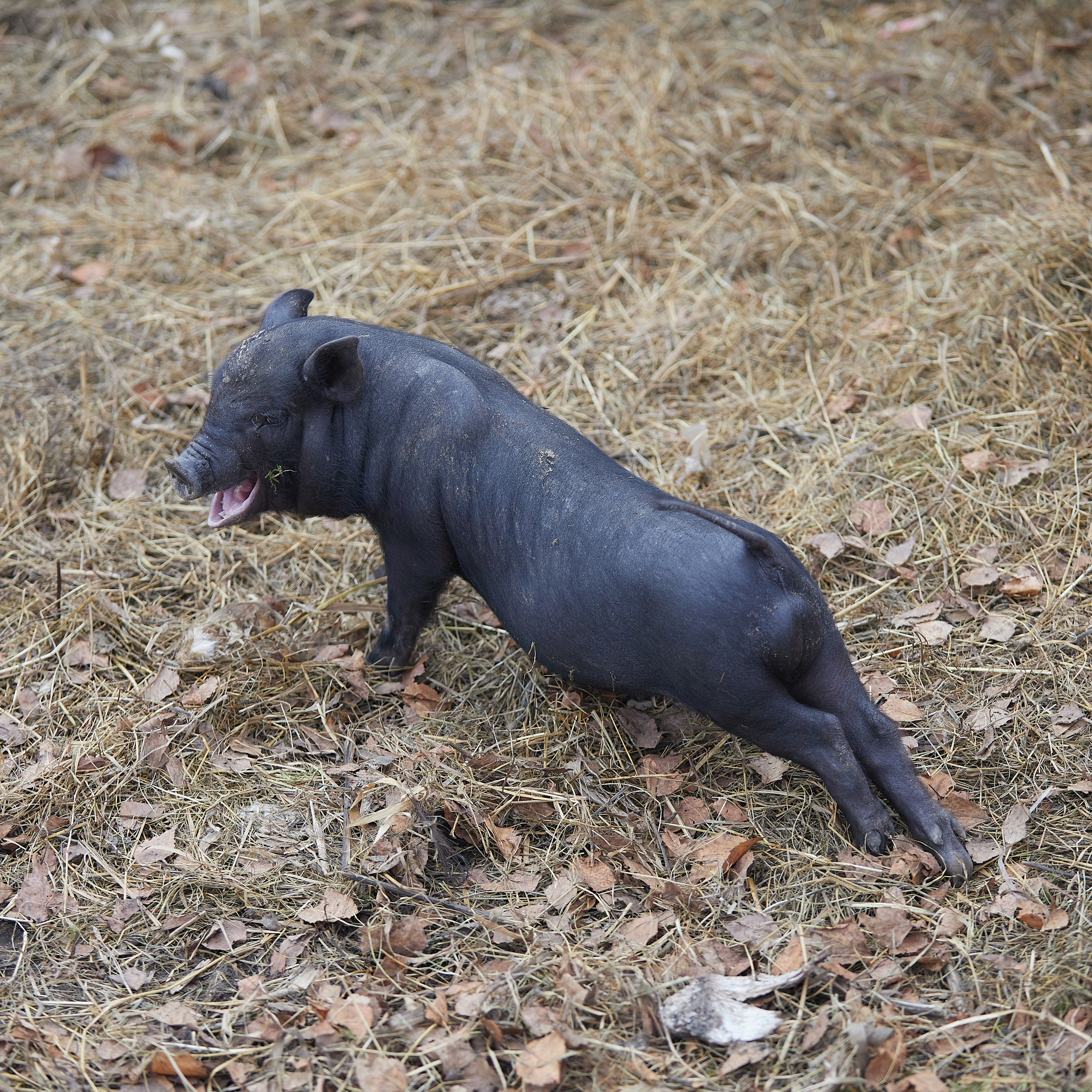 Милейшие домашние живтные. Главная