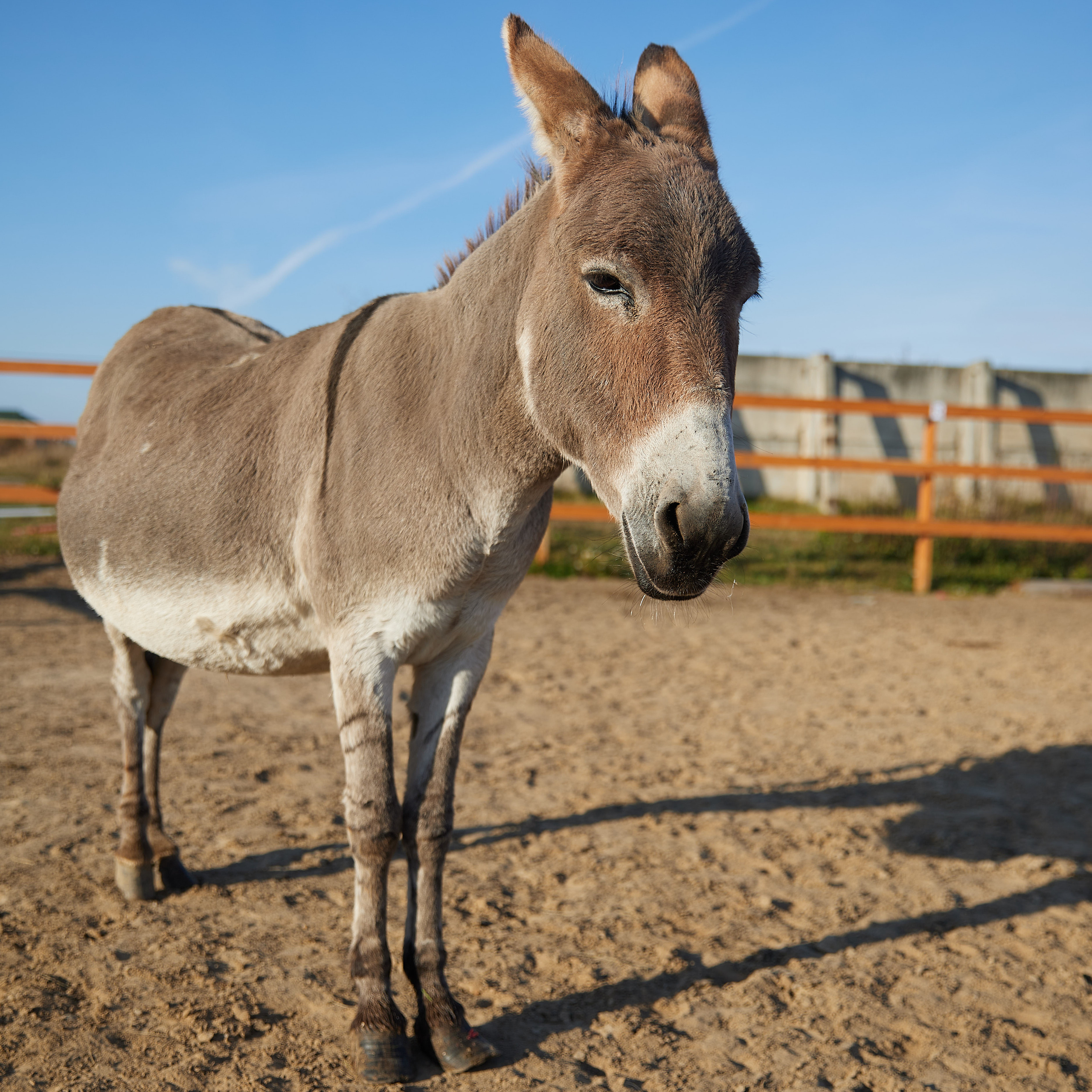 Милейшие домашние живтные. Главная