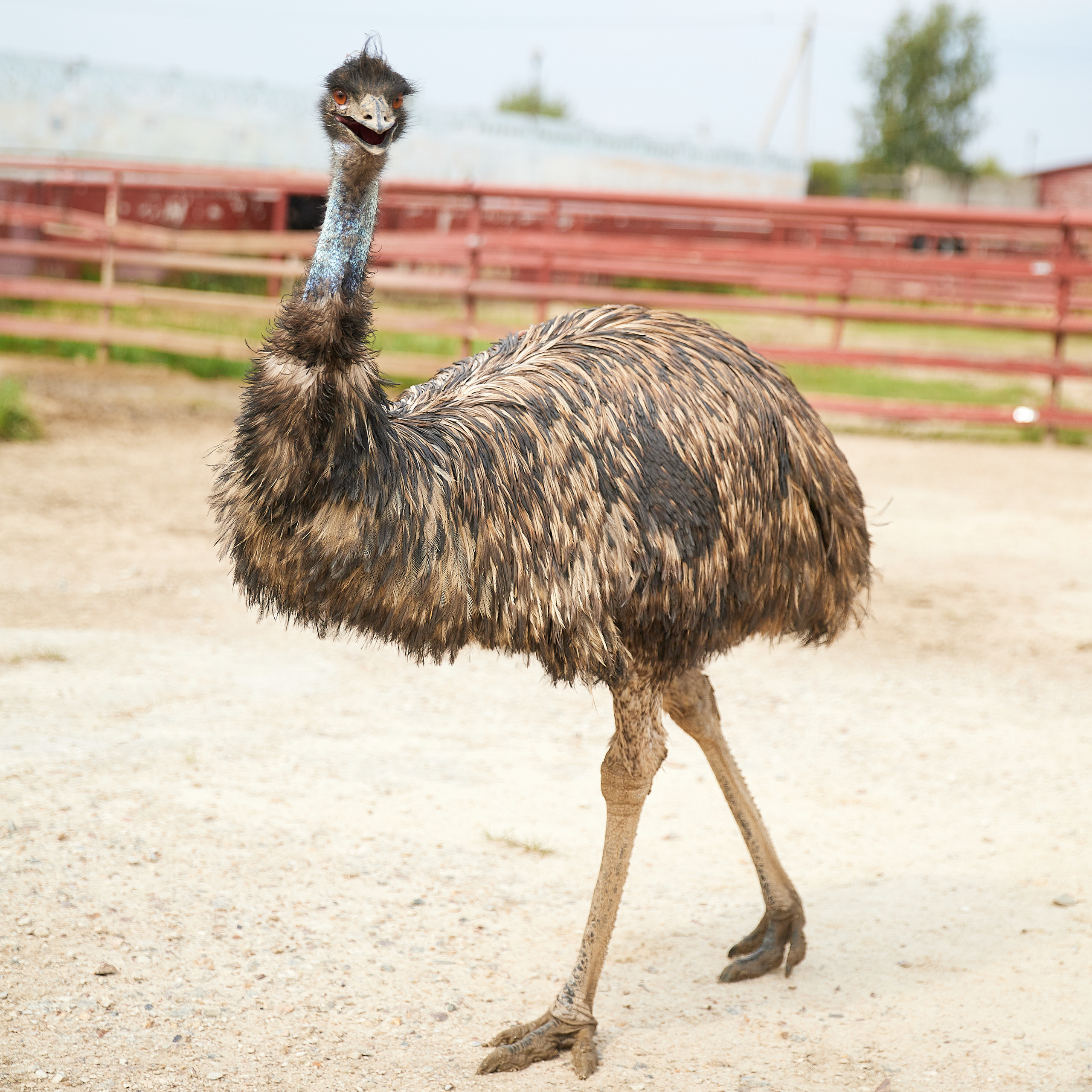 Огромный птичий мир. Главная