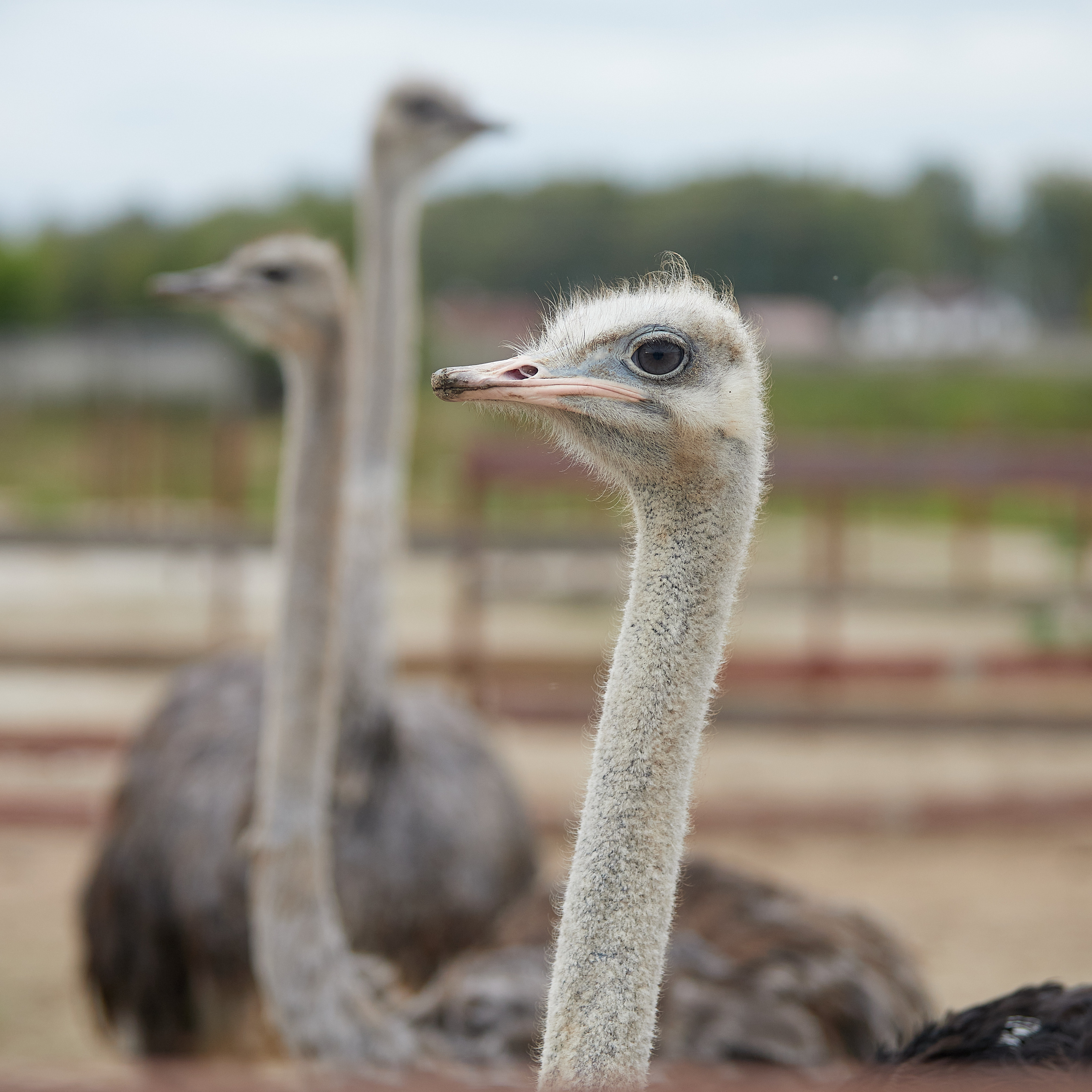 Милейшие домашние живтные. Главная