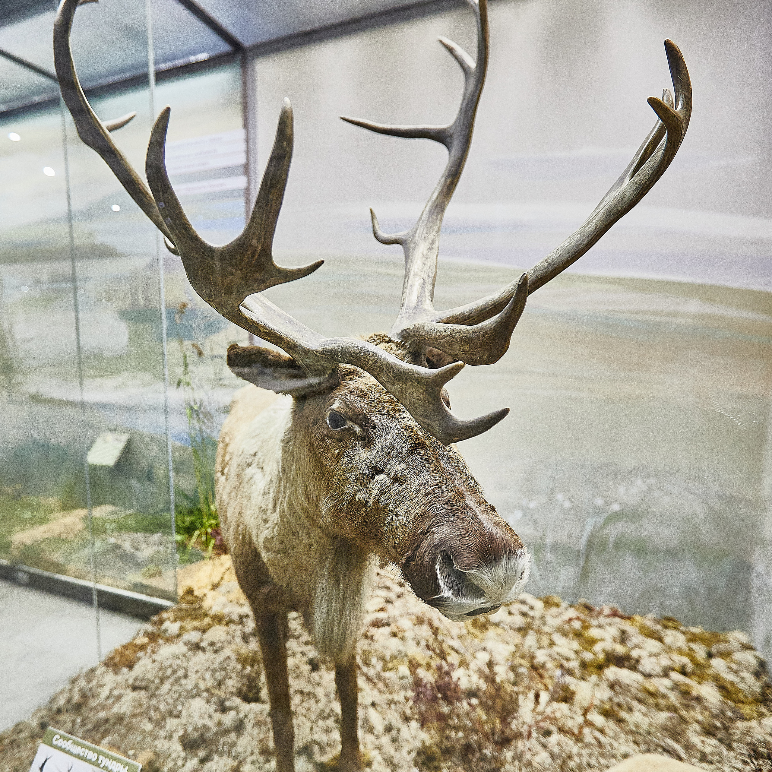 Музей Дарвина. Главная