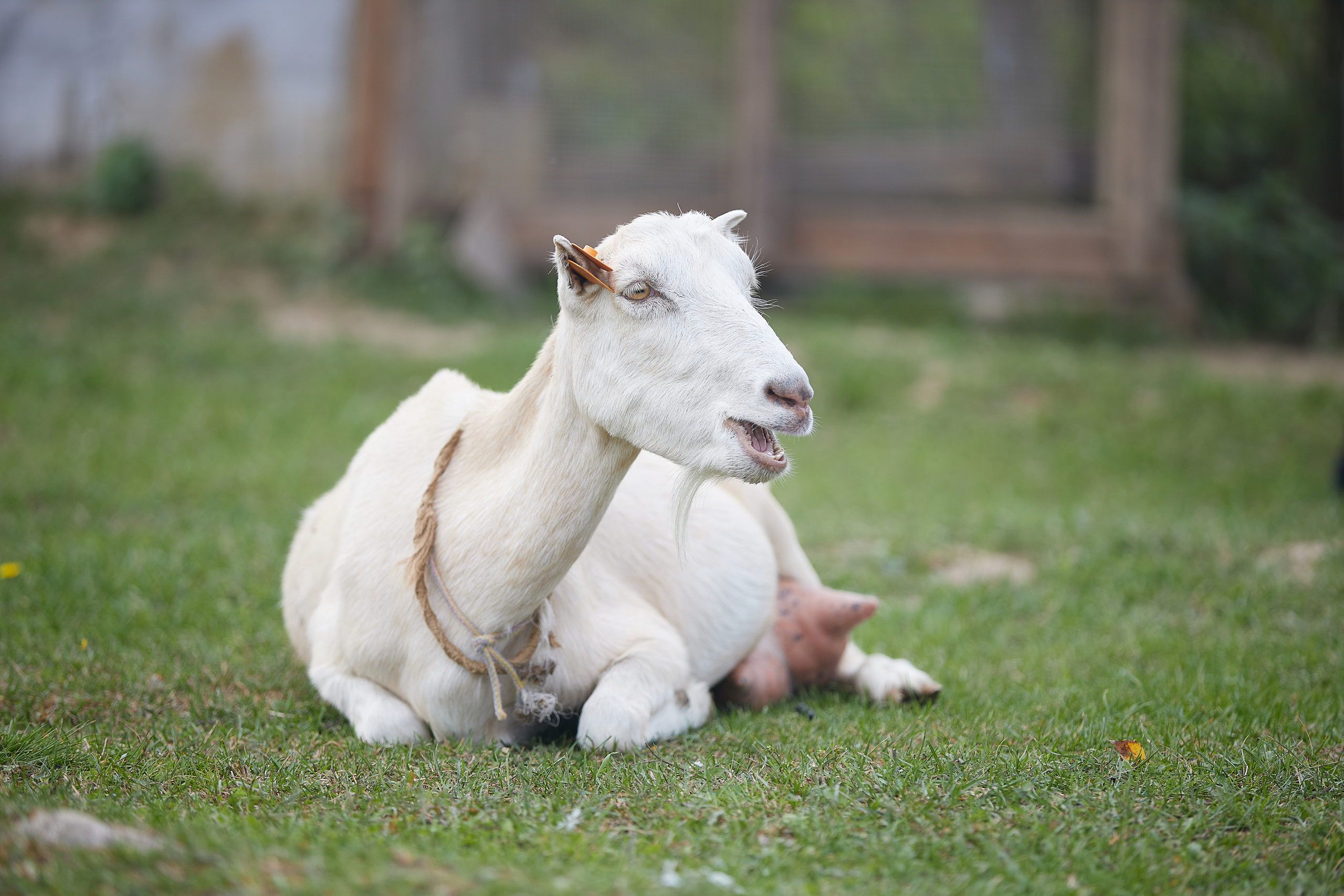 Милейшие домашние живтные. Главная