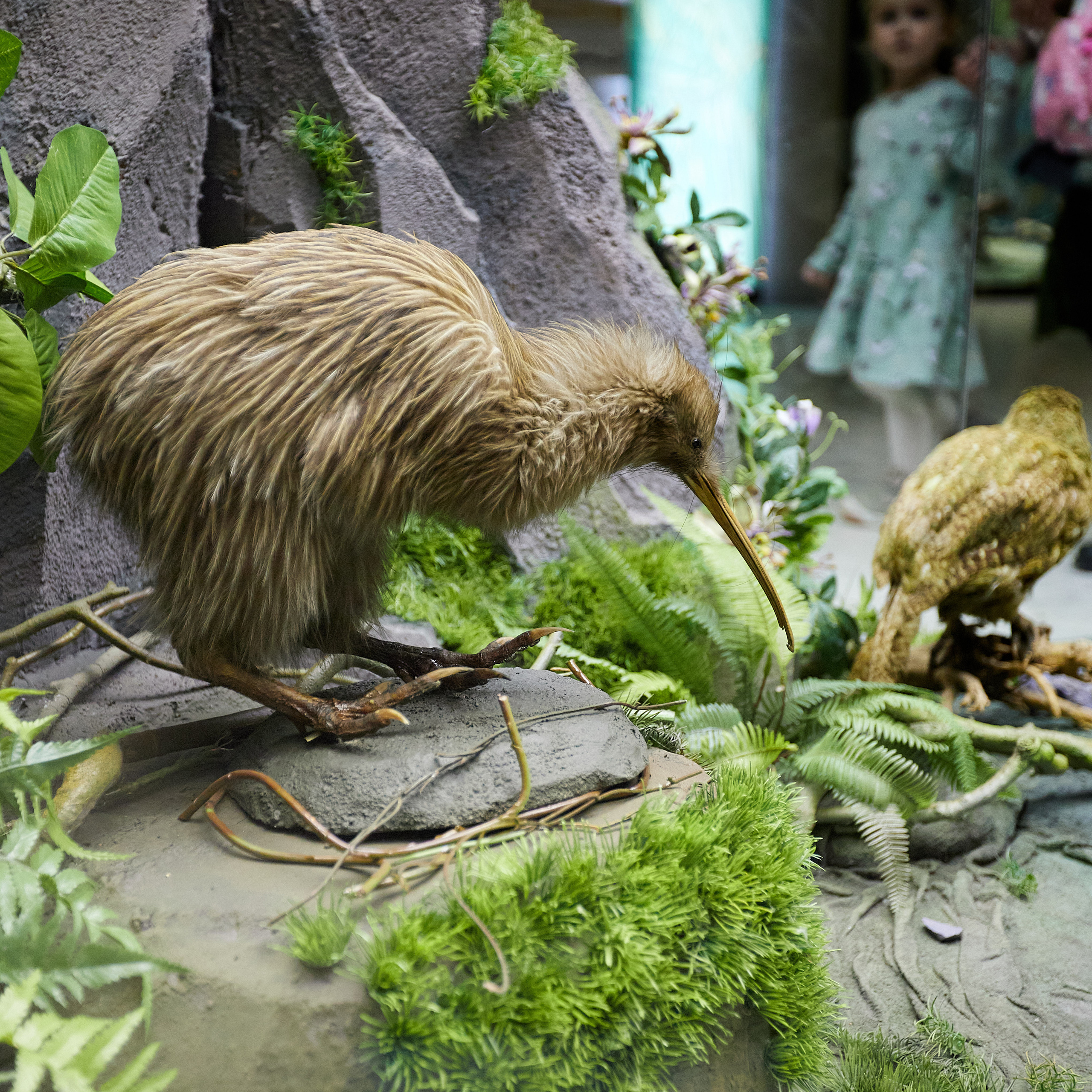 Музей Дарвина. Главная