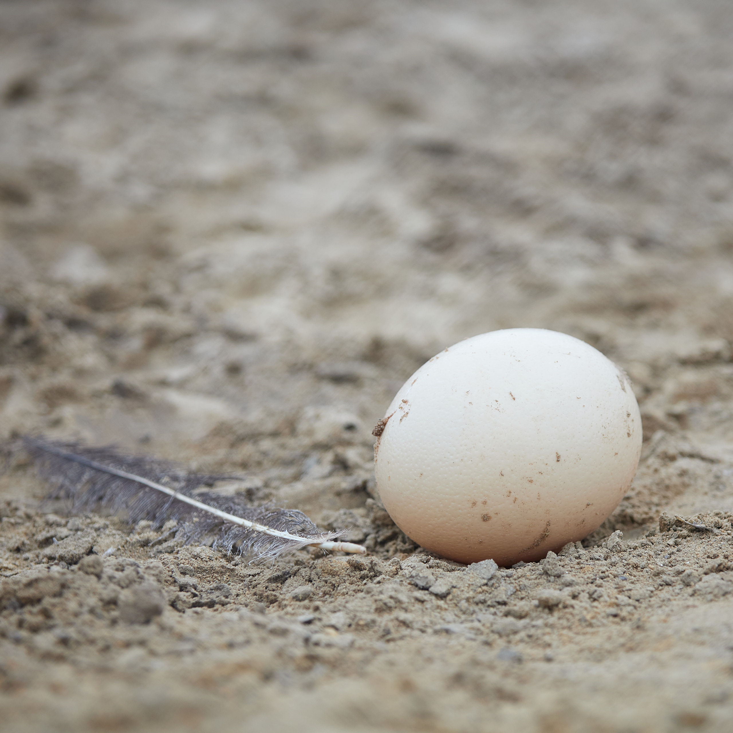 Огромный птичий мир. Главная