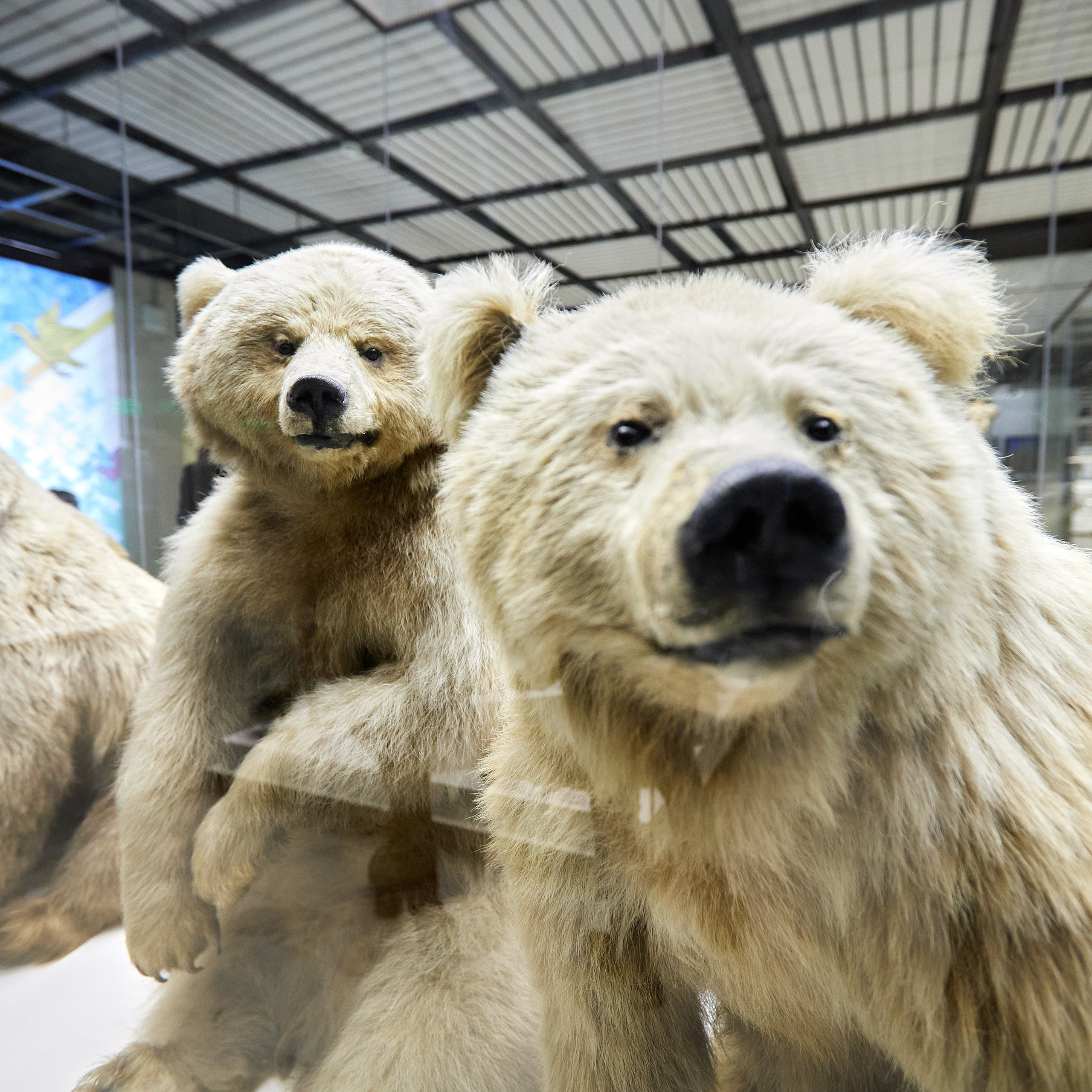 Музей Дарвина. Главная