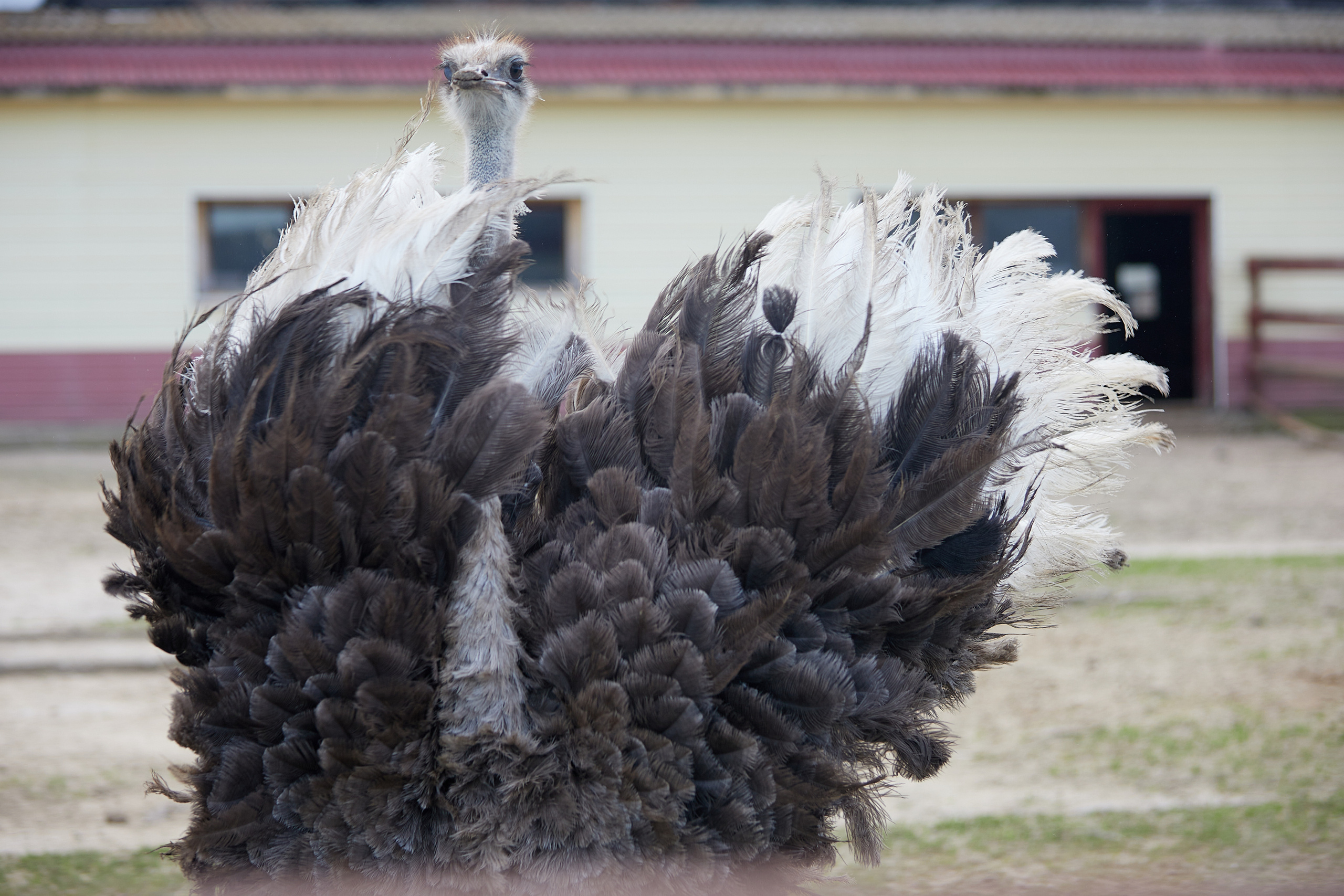 Огромный птичий мир. Главная