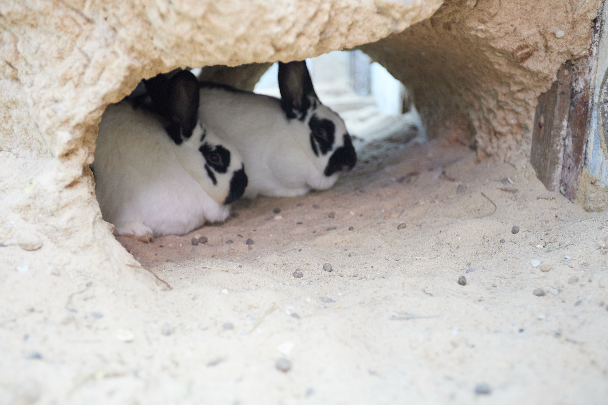 Милейшие домашние живтные. Главная