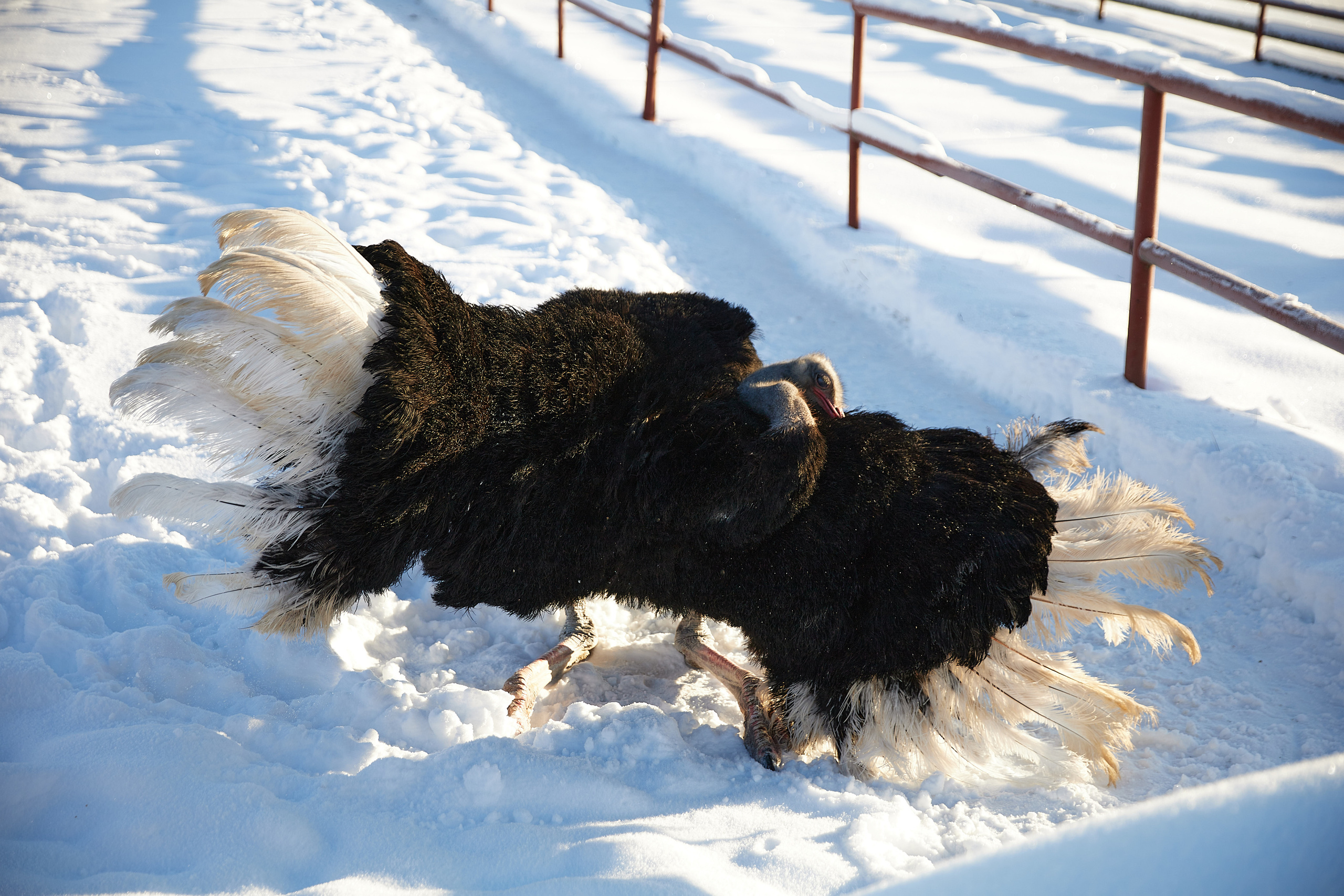 Огромный птичий мир. Главная