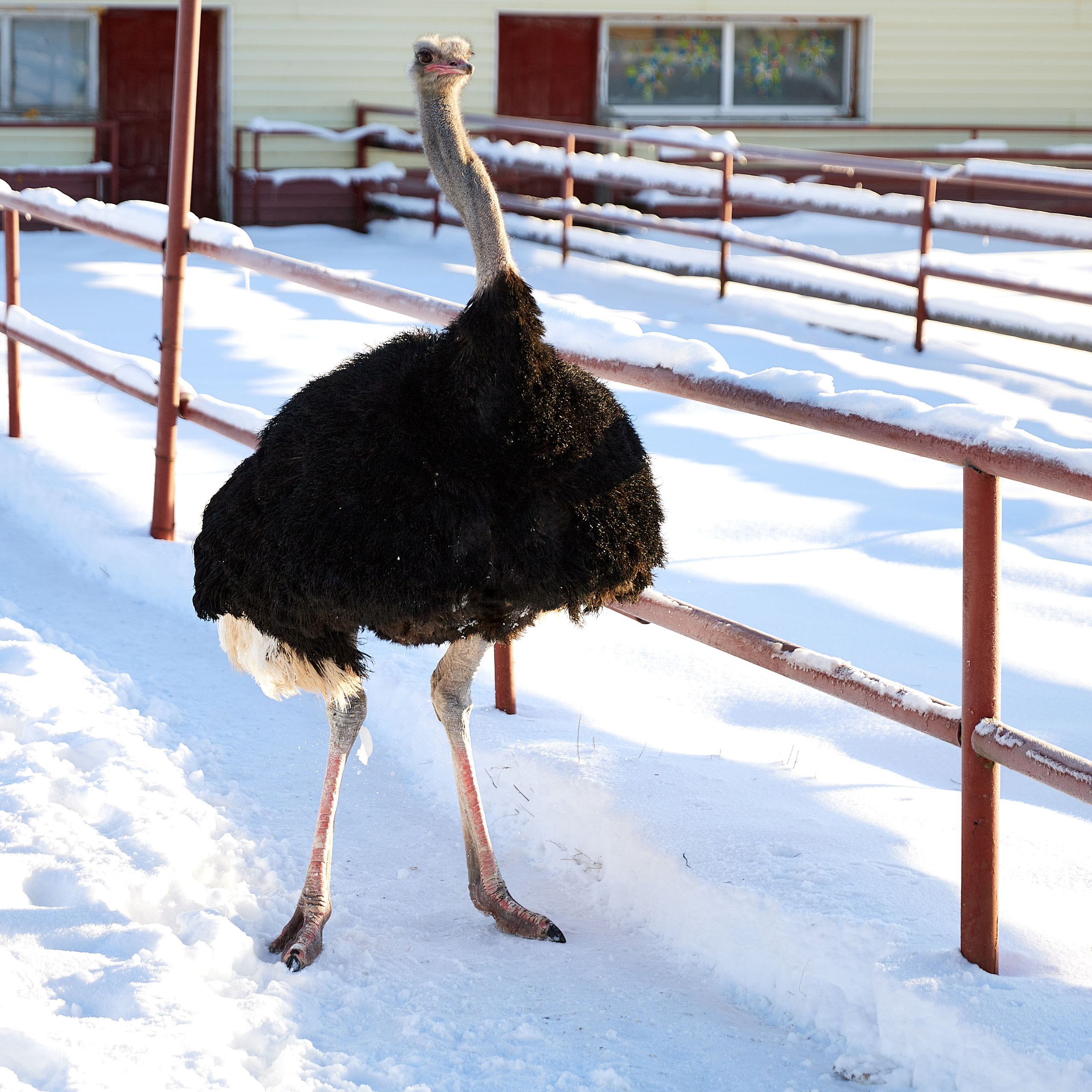 Огромный птичий мир. Главная