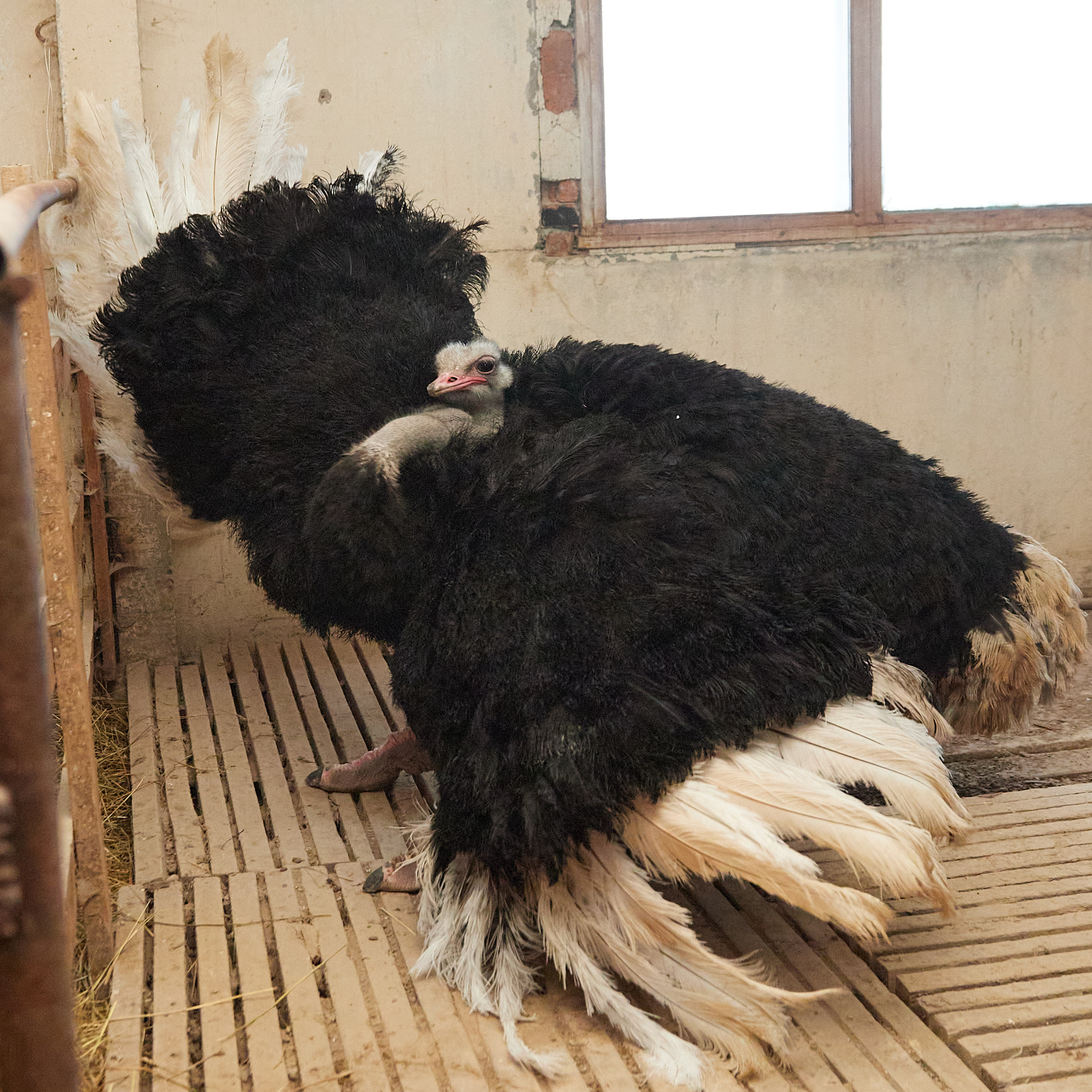 Огромный птичий мир. Главная