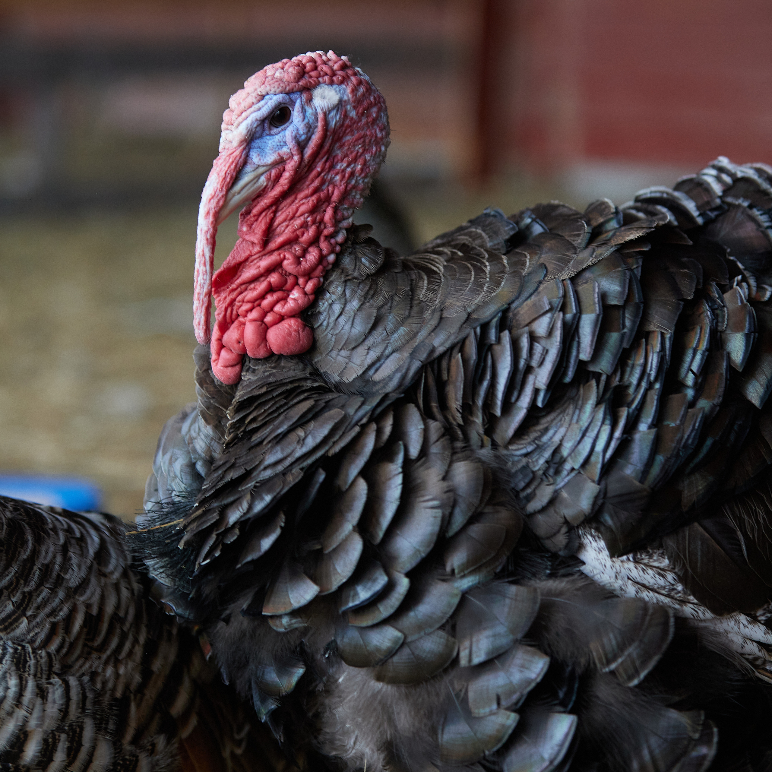 Огромный птичий мир. Главная