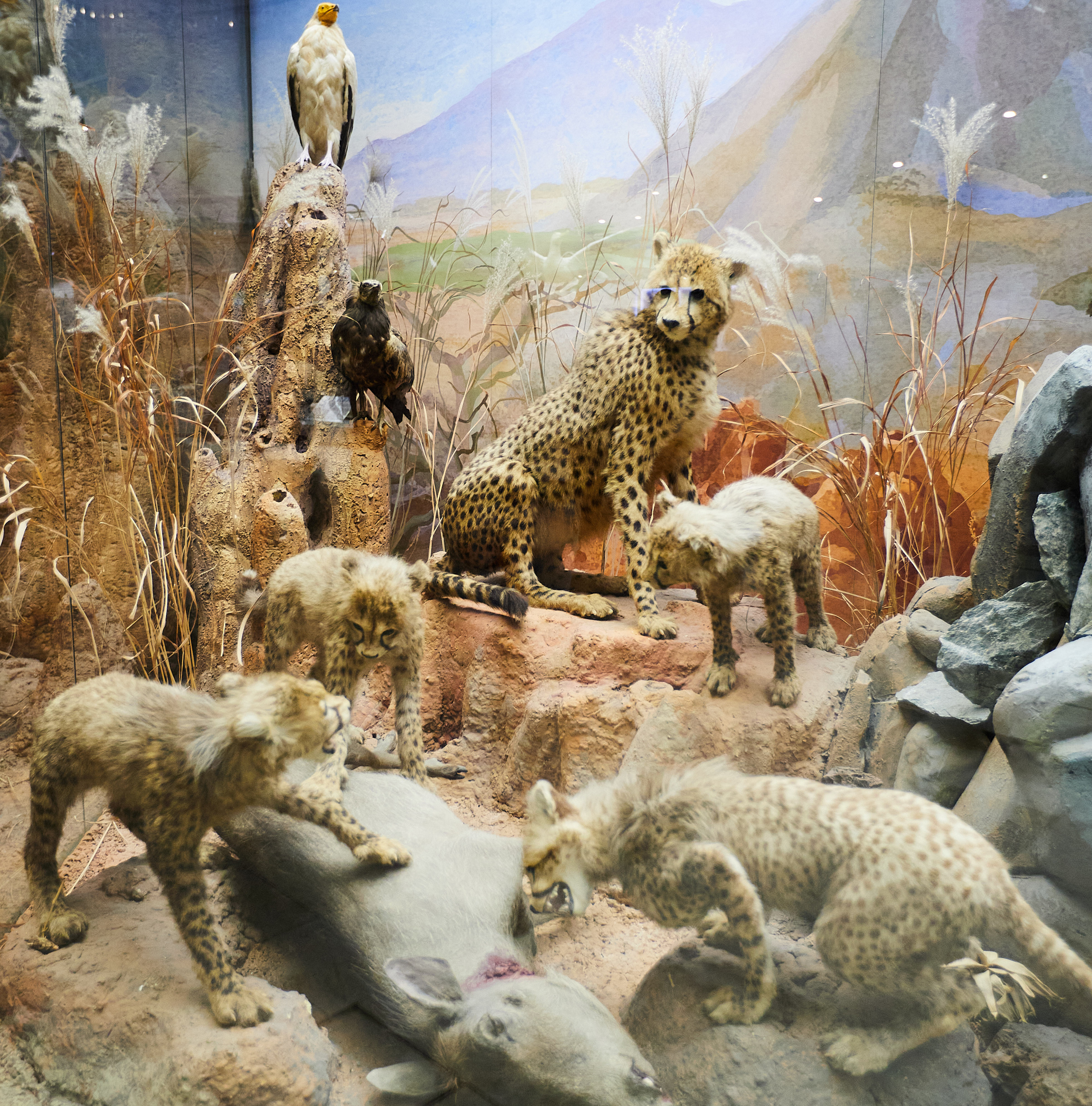 Музей Дарвина. Главная