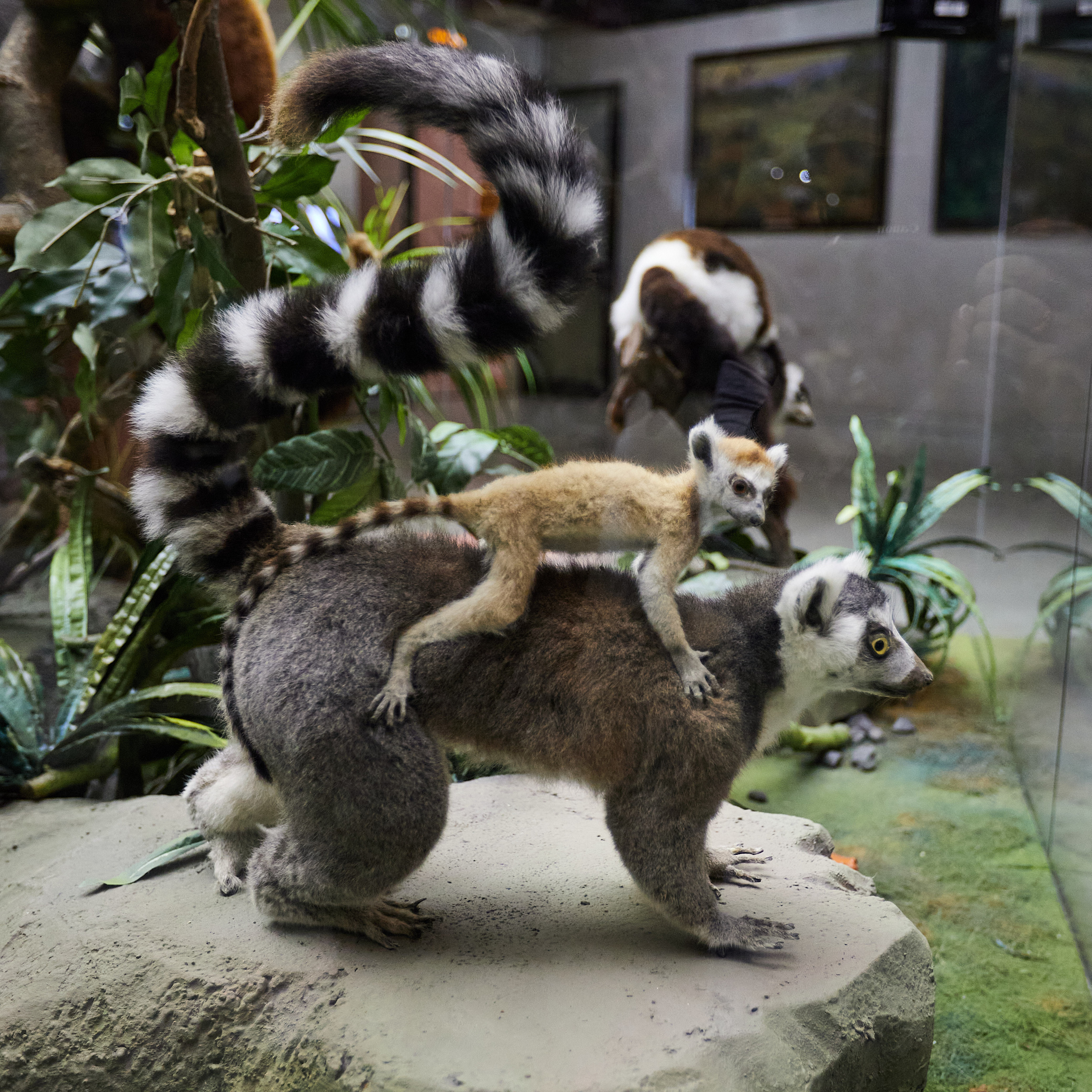 Музей Дарвина. Главная