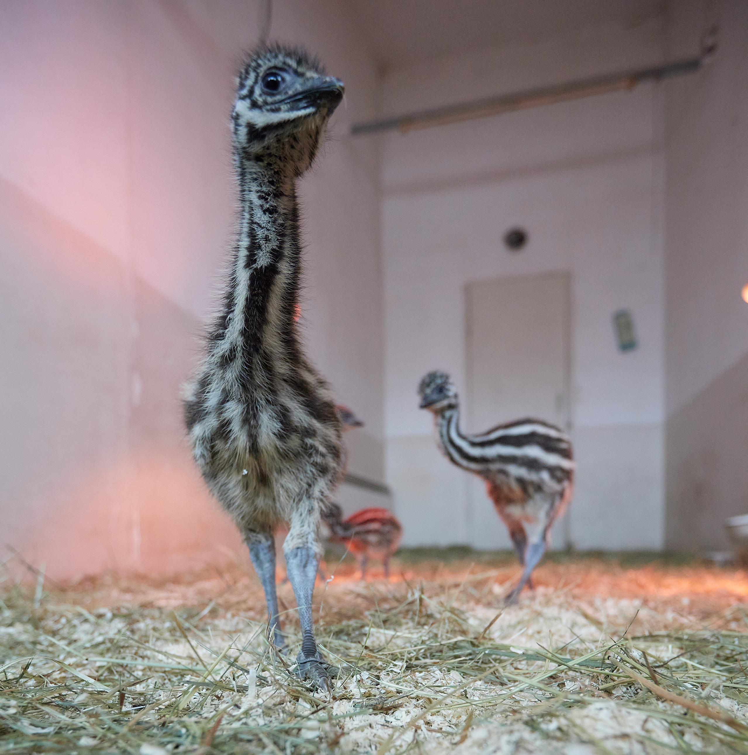 Огромный птичий мир. Главная