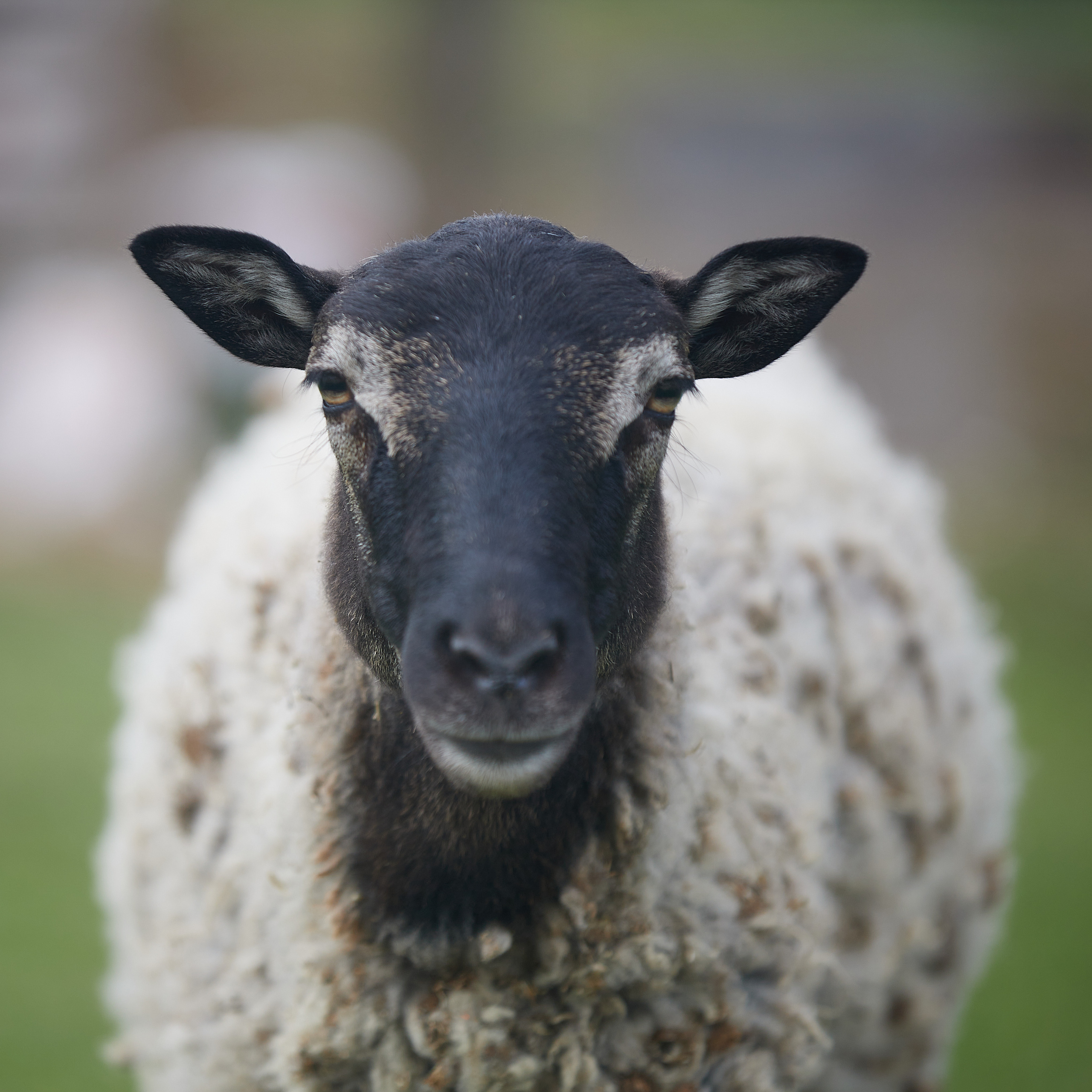 Милейшие домашние живтные. Главная