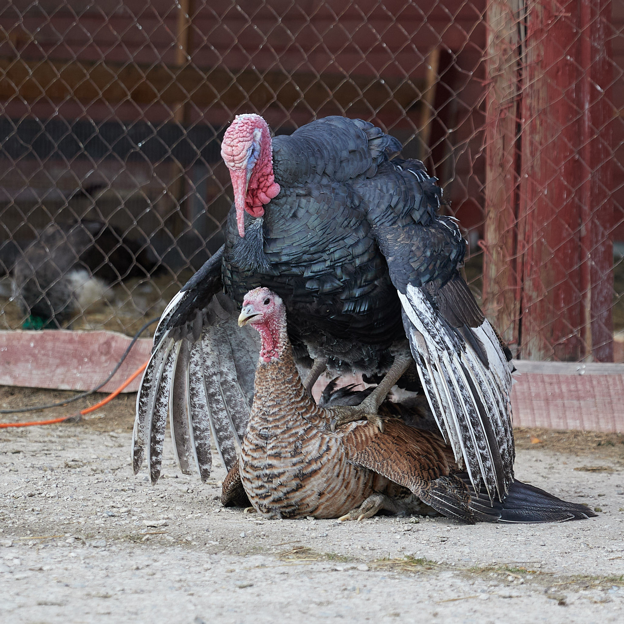 Огромный птичий мир. Главная