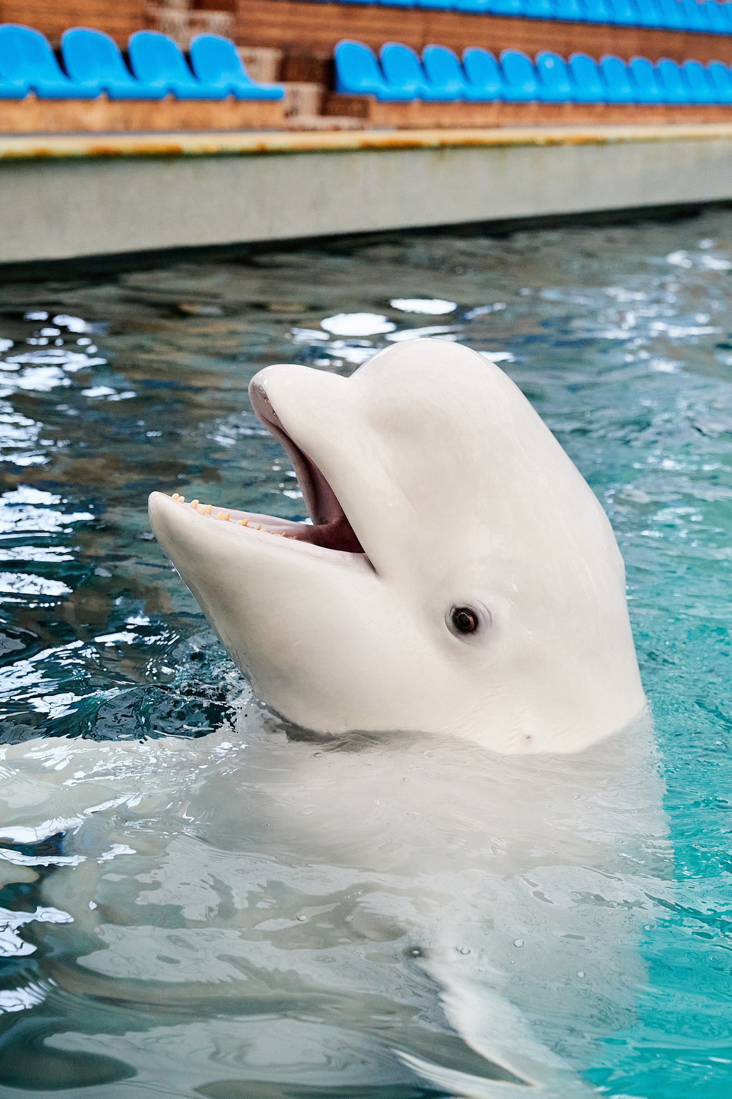 Белуга и дельфины. Главная