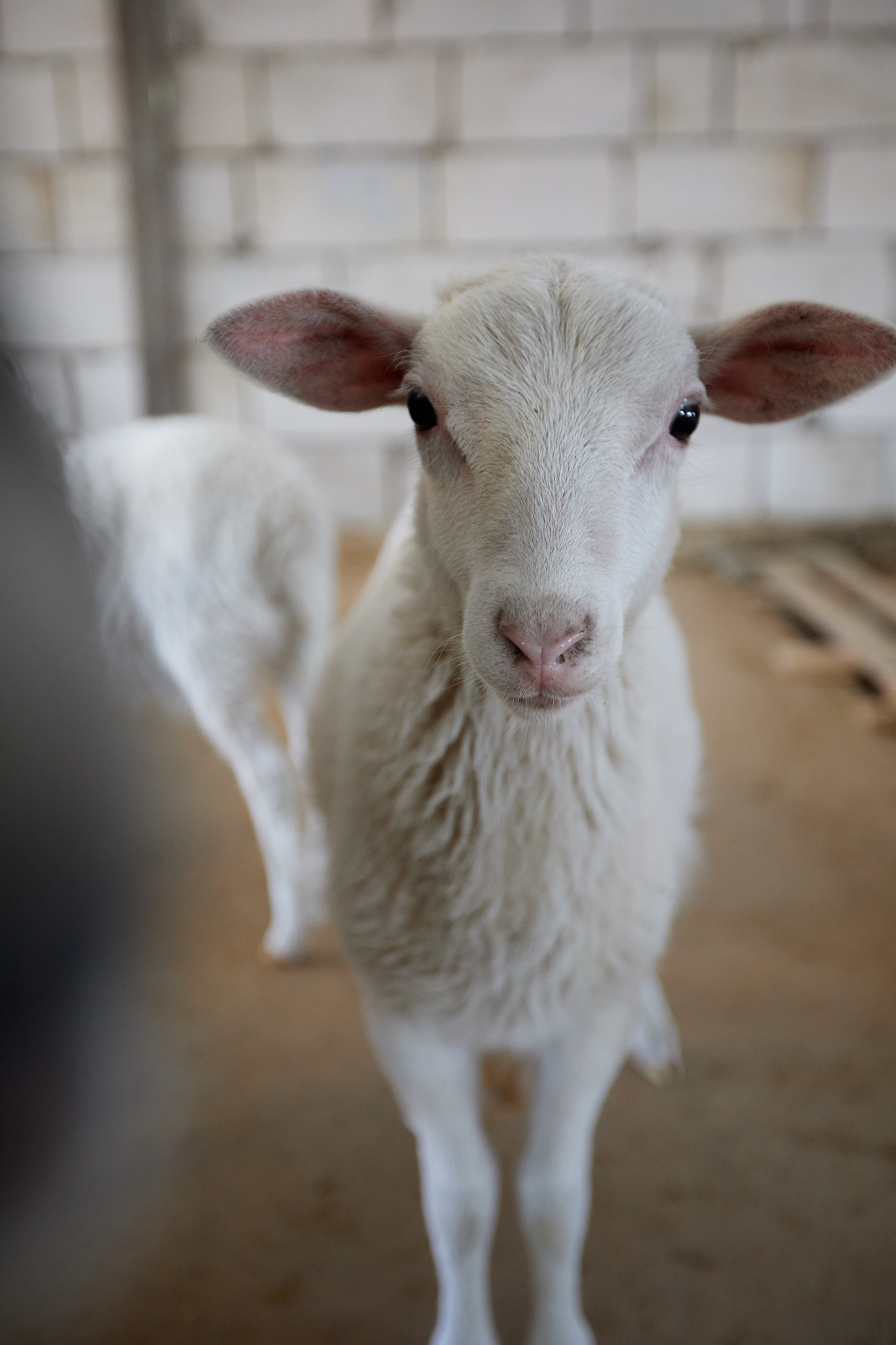 Милейшие домашние живтные. Главная