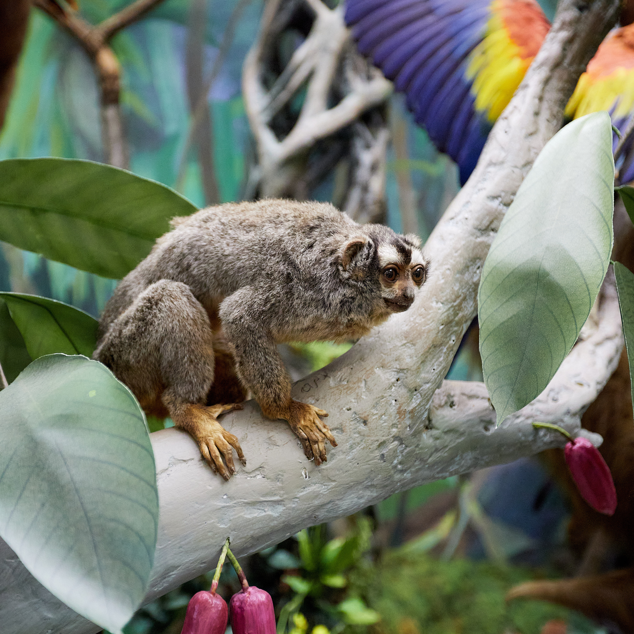 Музей Дарвина. Главная