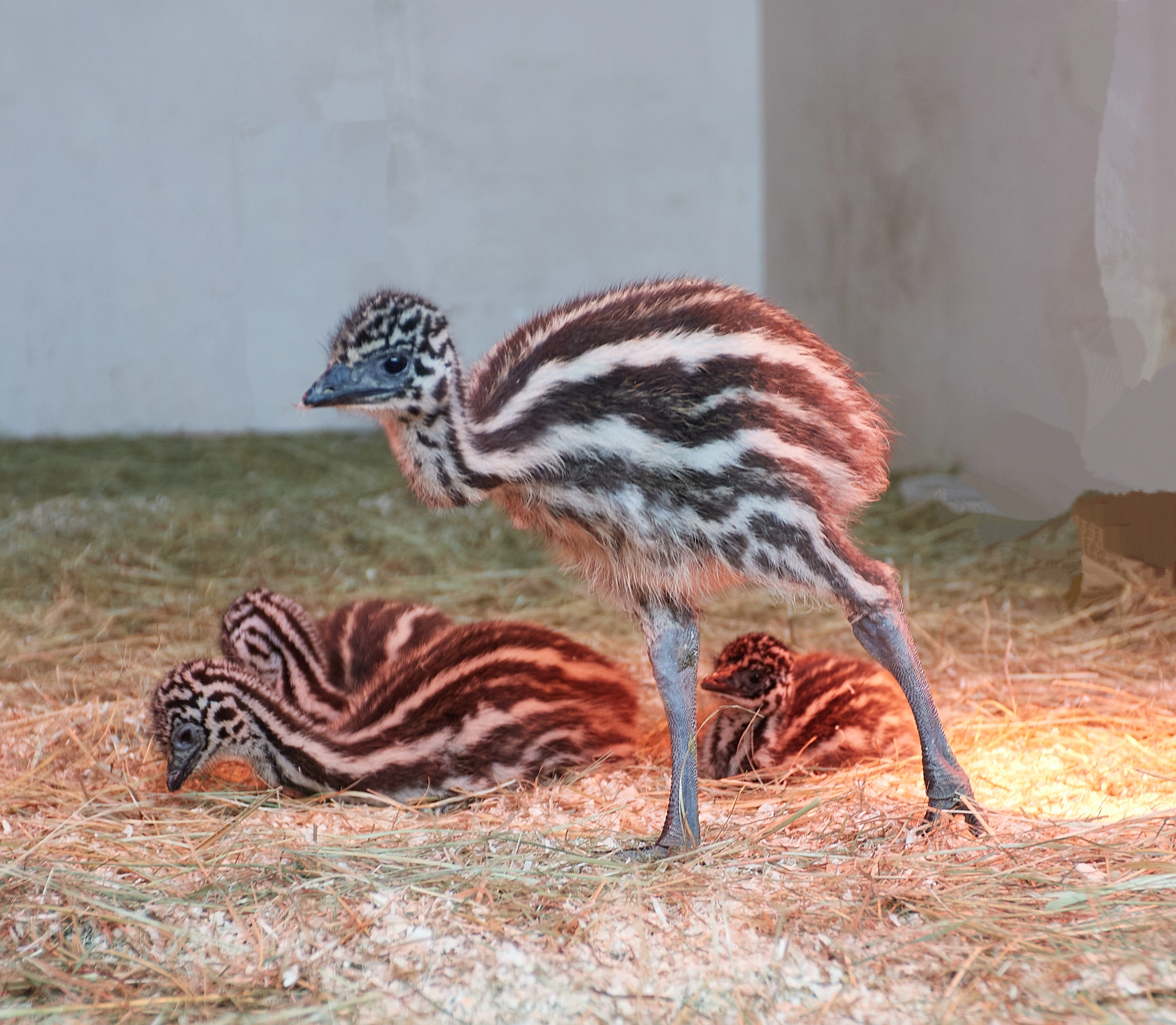 Огромный птичий мир. Главная