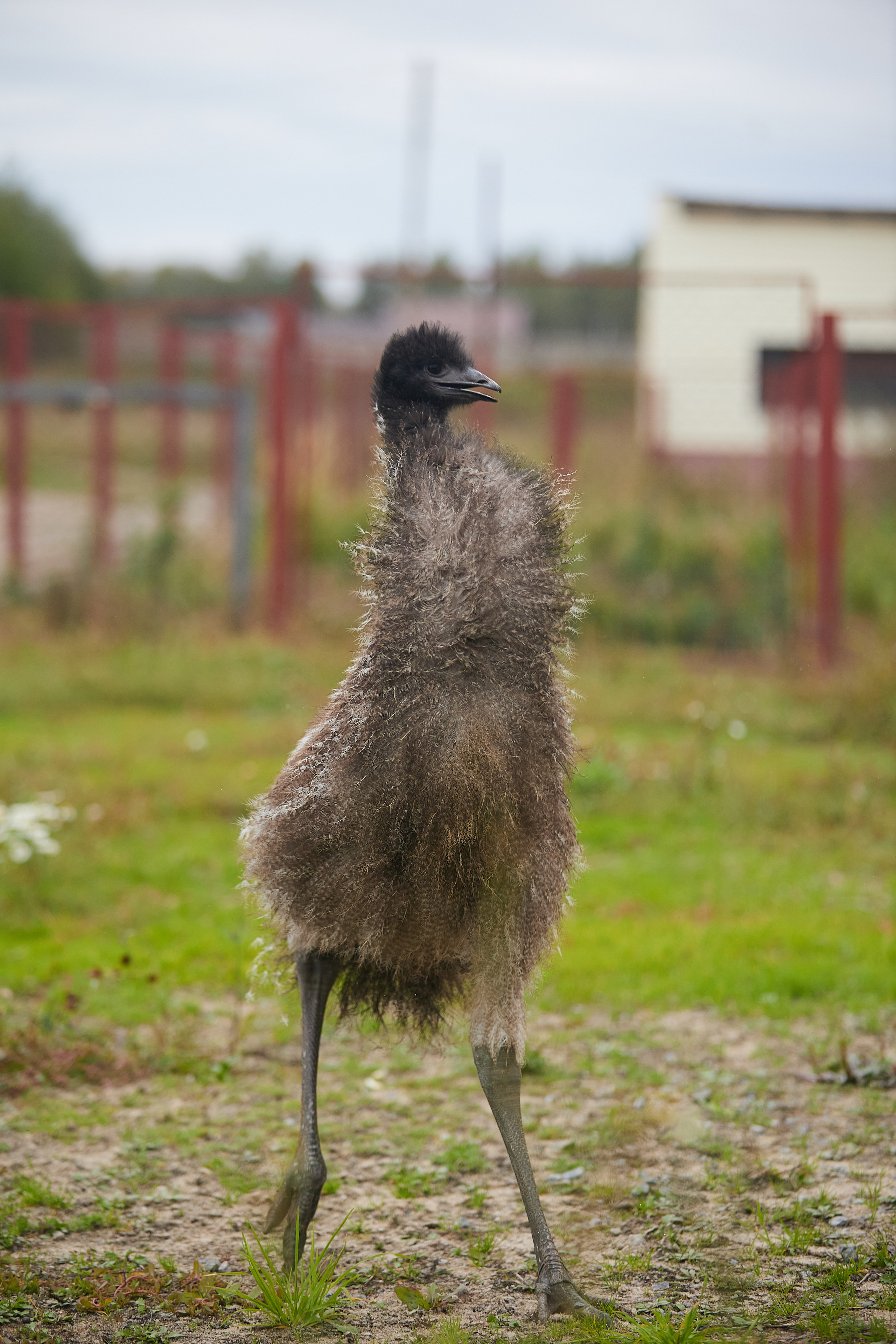 Огромный птичий мир. Главная