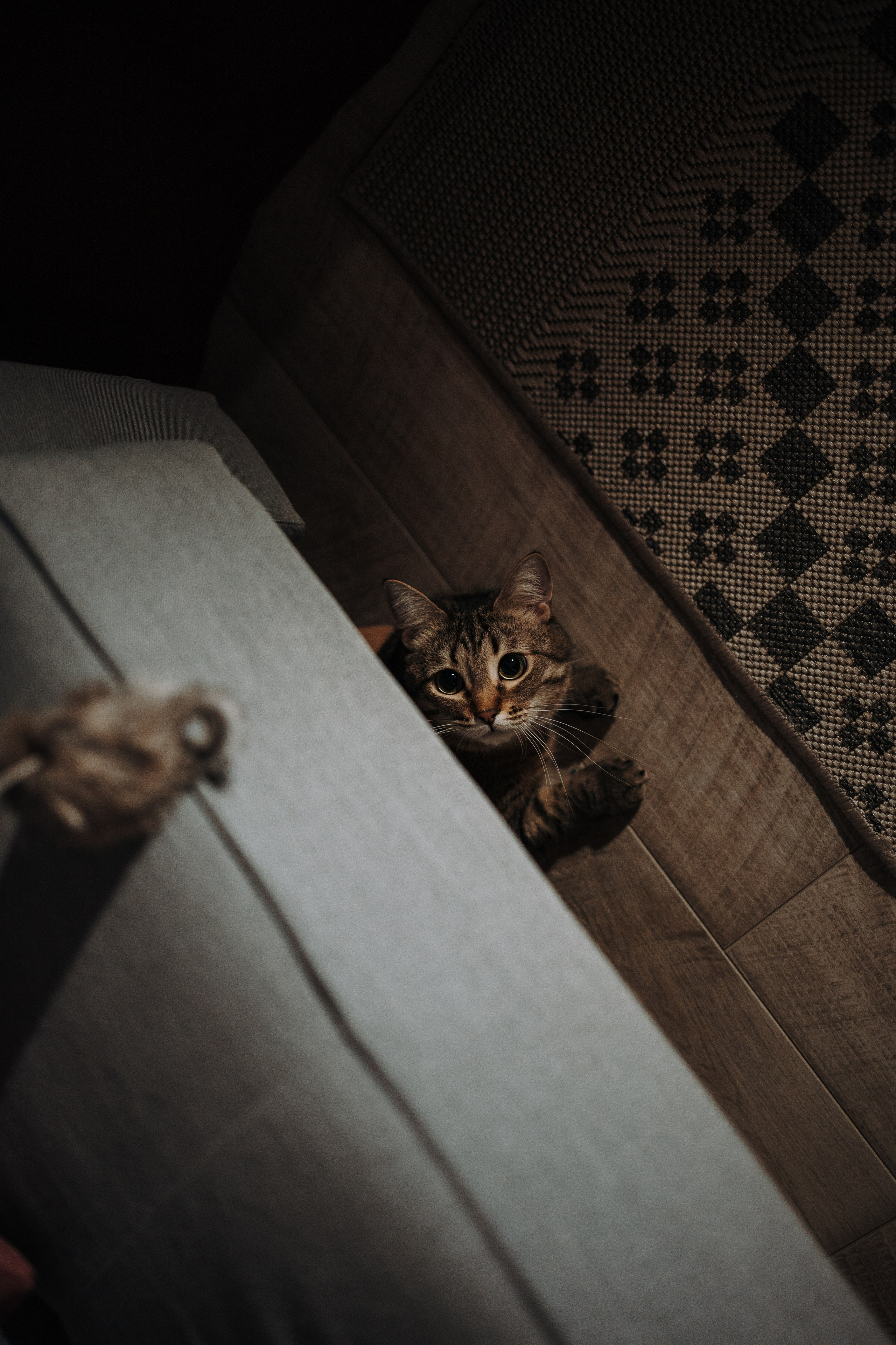 Мася и ее семья. Фотограф — Анималист | Санкт-Петербург