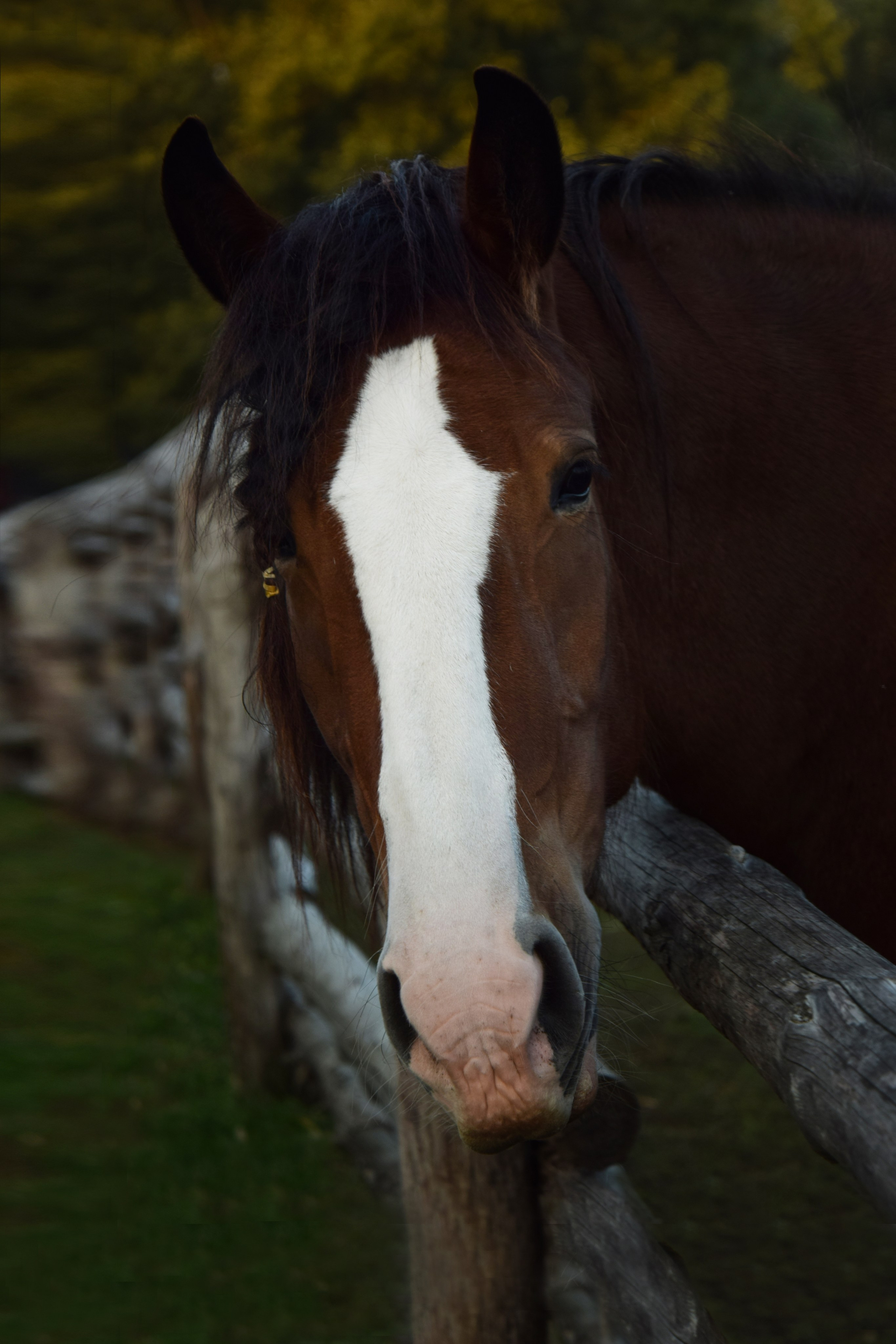 Кудыкина гора. Конный фотограф в Саратове Юлия Иванова