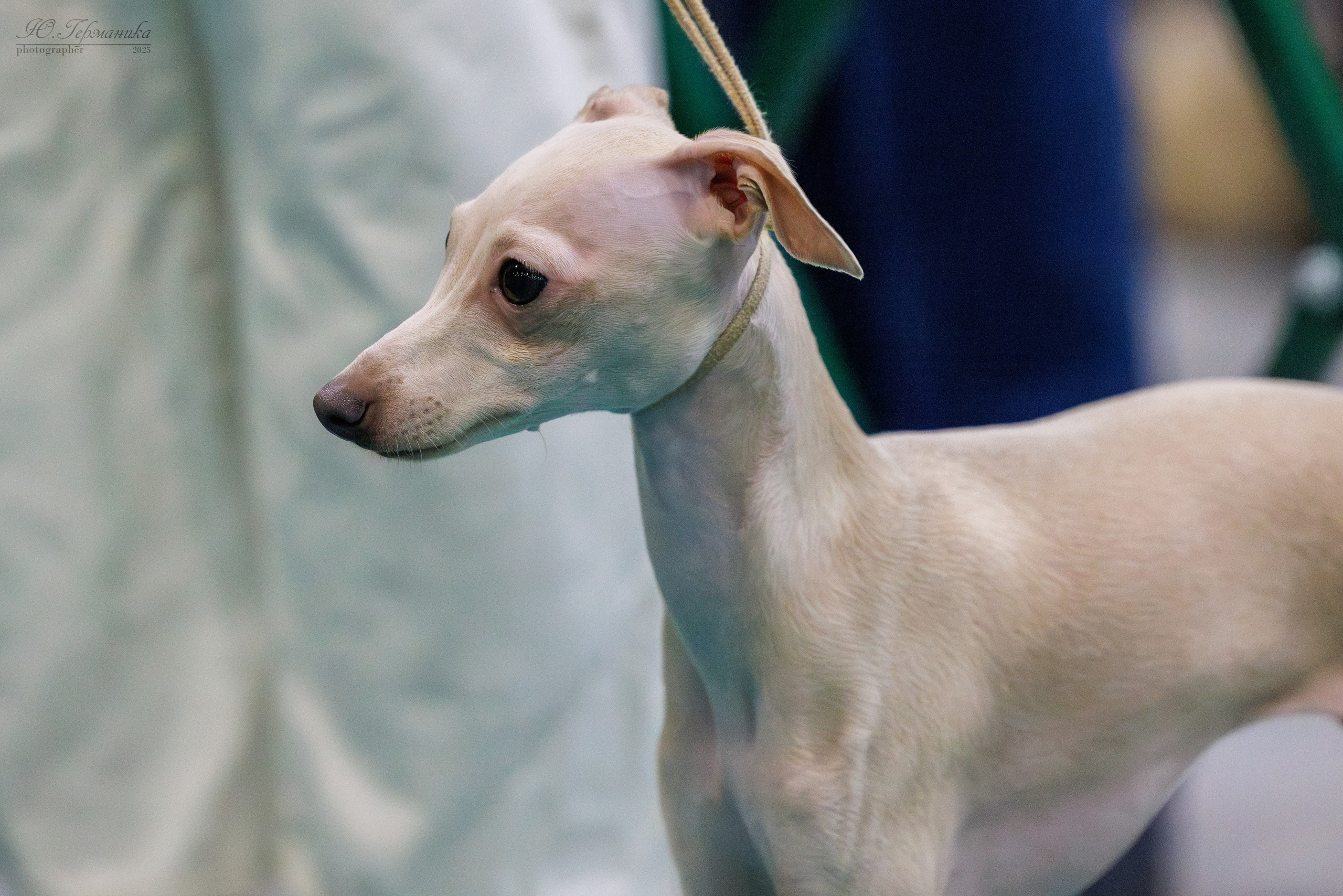 Питер ротвейлеры 18.01,Крокус 19.01.2025. Фотограф-анималист Юлия Германика