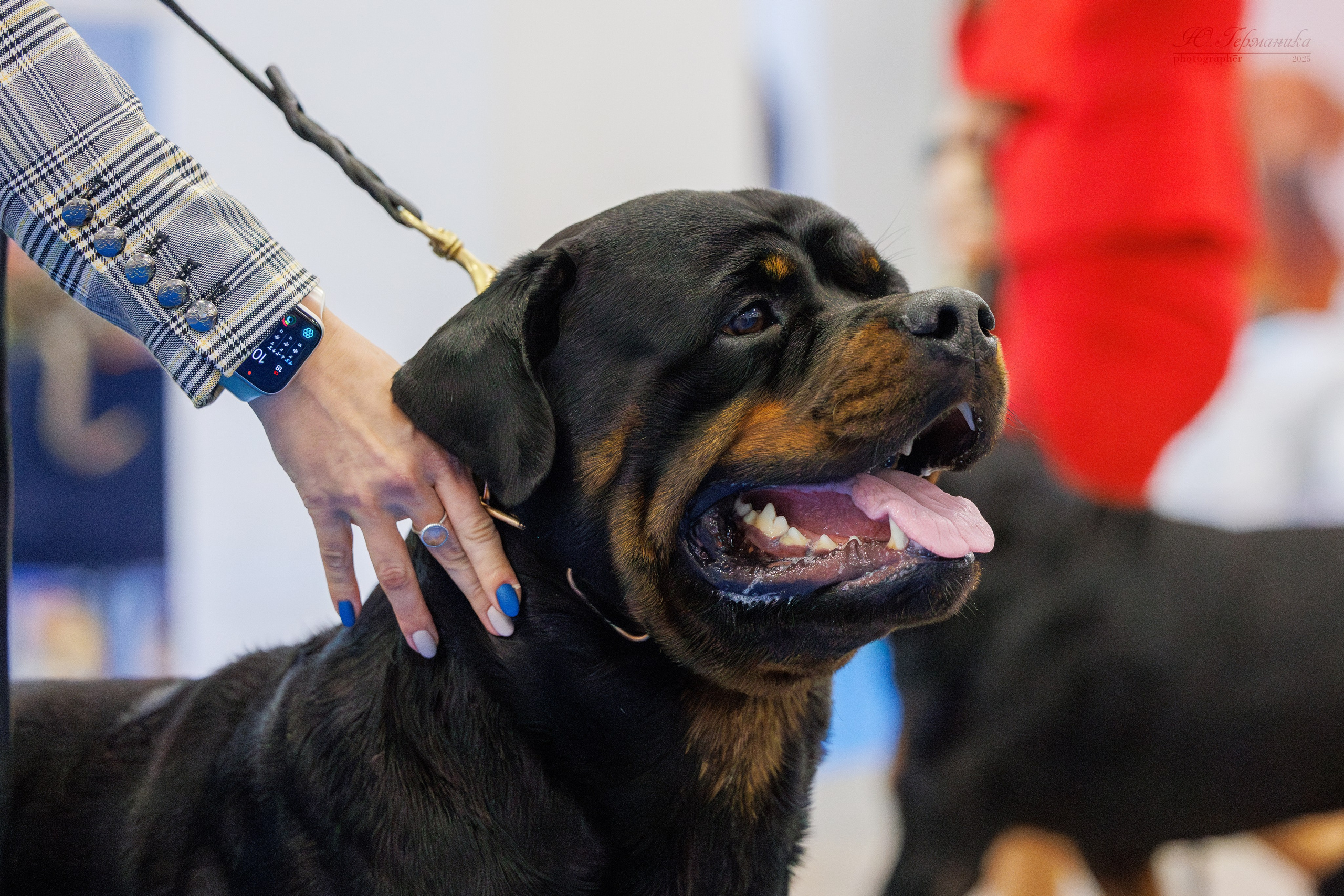 Питер ротвейлеры 18.01,Крокус 19.01.2025. Фотограф-анималист Юлия Германика