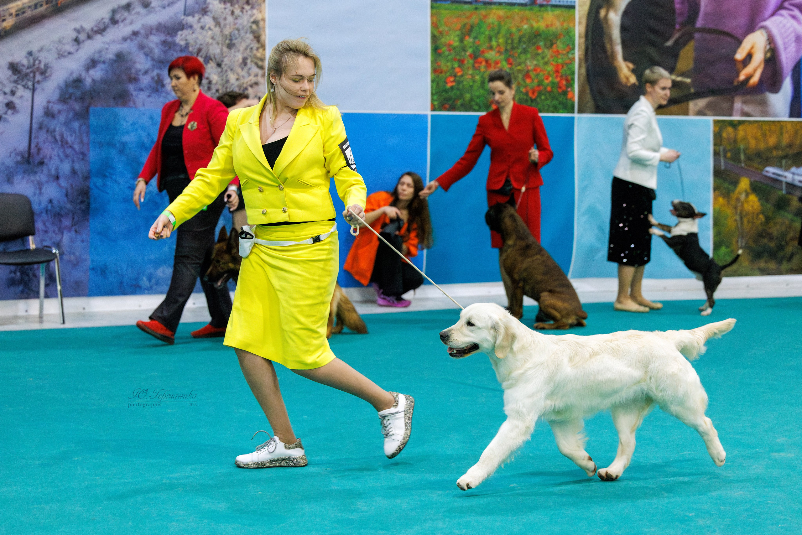 Питер ротвейлеры 18.01,Крокус 19.01.2025. Фотограф-анималист Юлия Германика