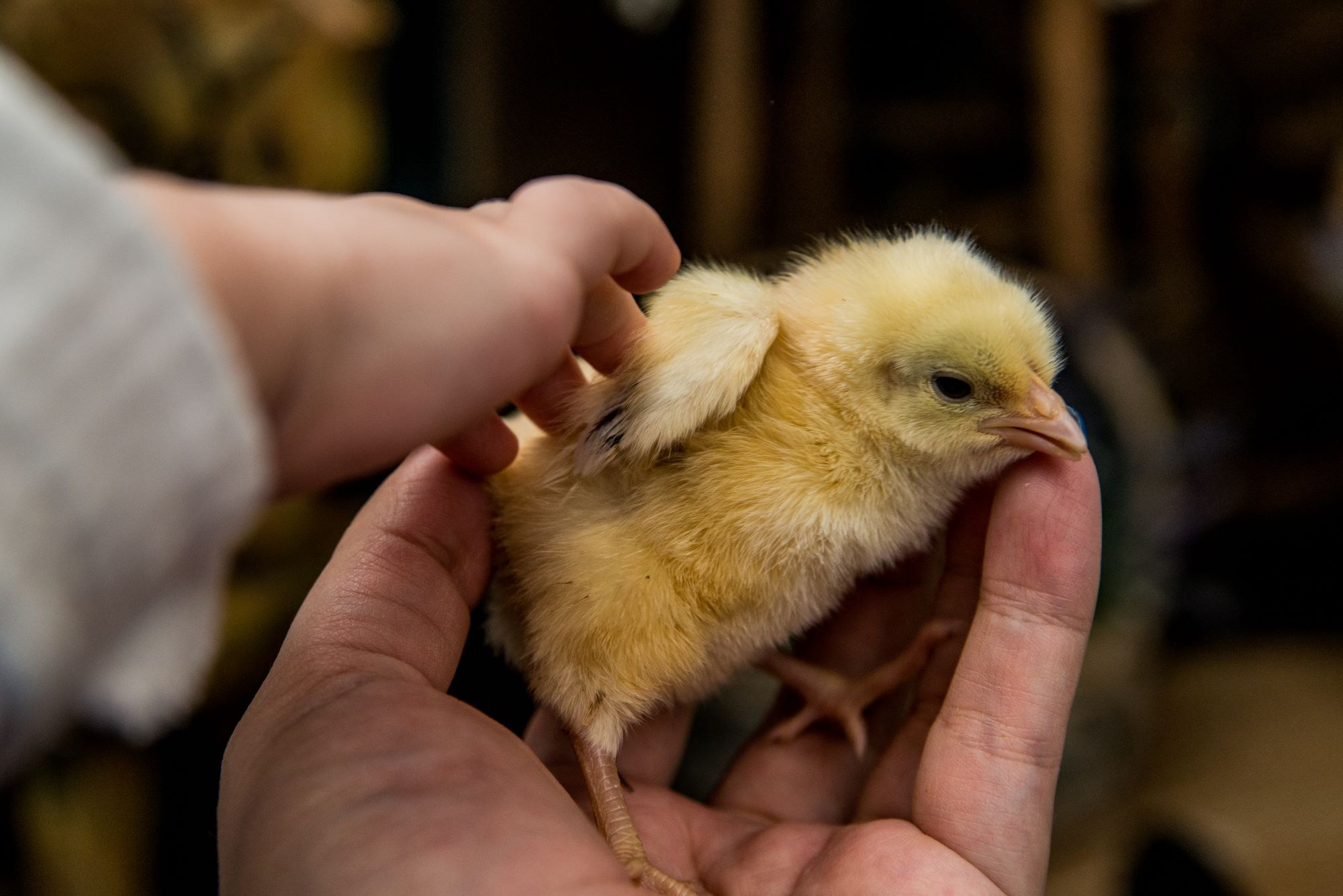 Пасхальные фотодни. Фотограф и дизайнер в Москве Екатерина Лобачева