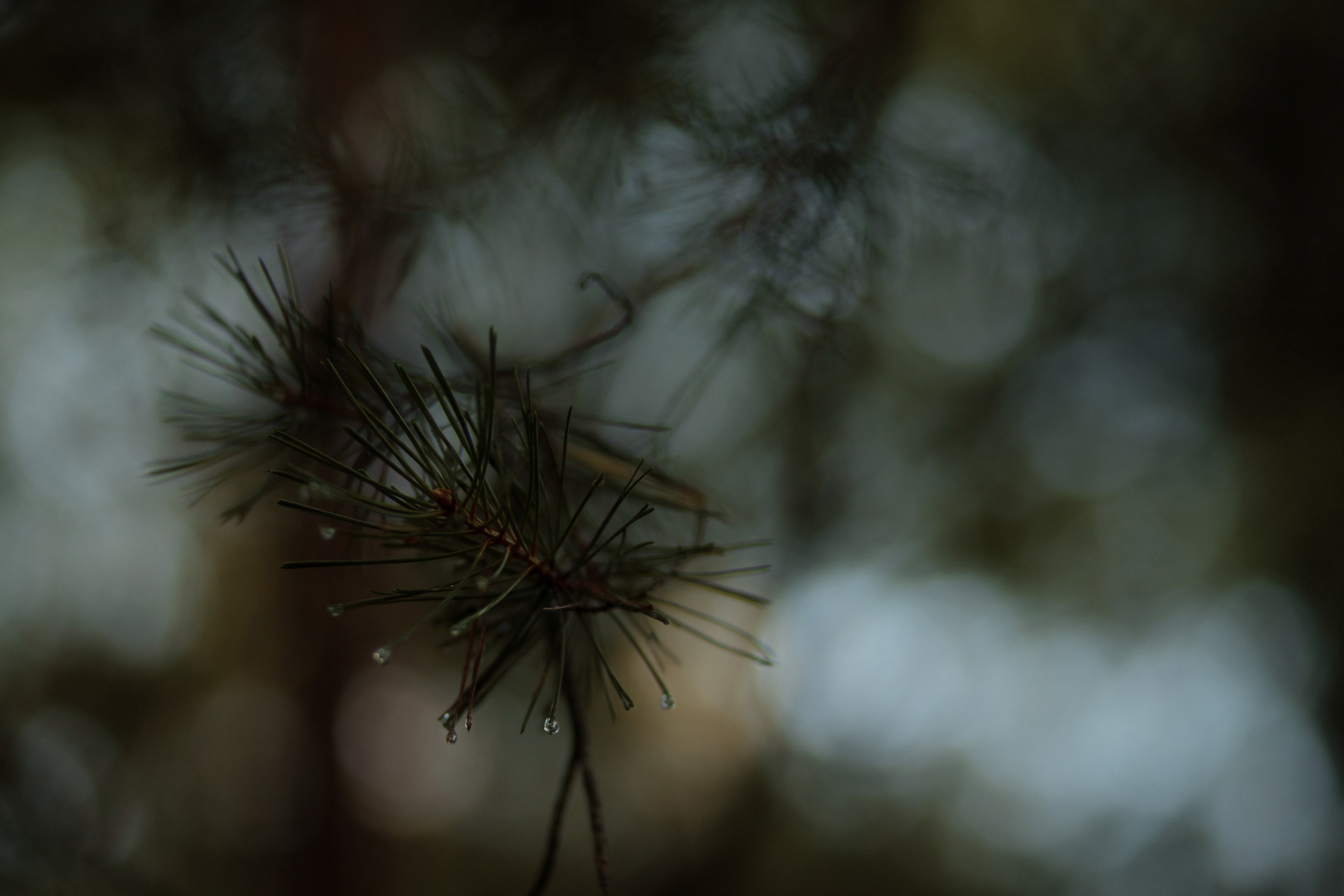 Фотограф Лия Козловская Минск