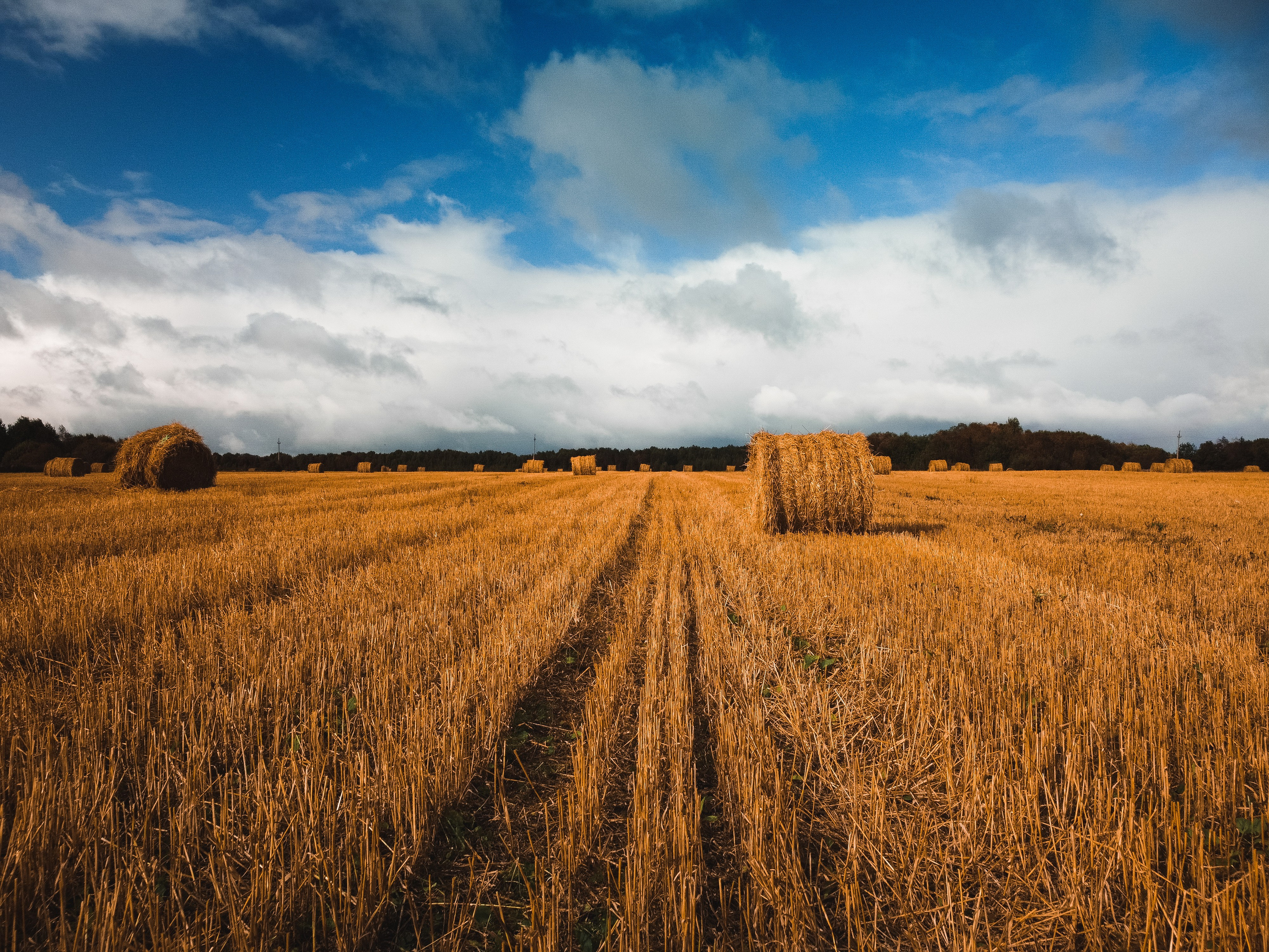 Поле с рулонами сена