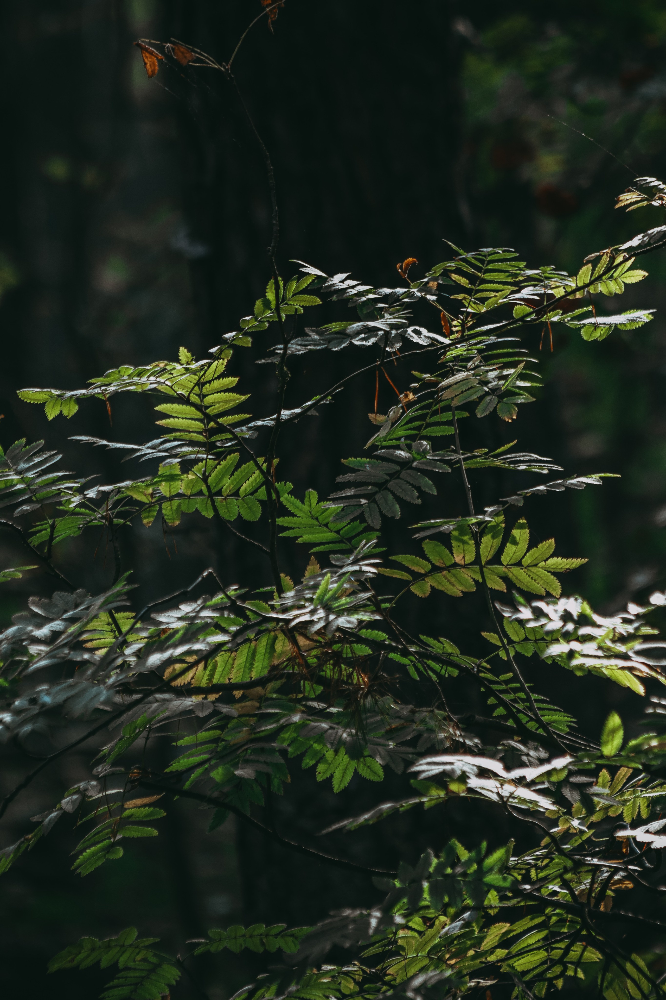 Т Е П Л Ы Й — З Е Л Е Н Ы Й. — Digital Noise —