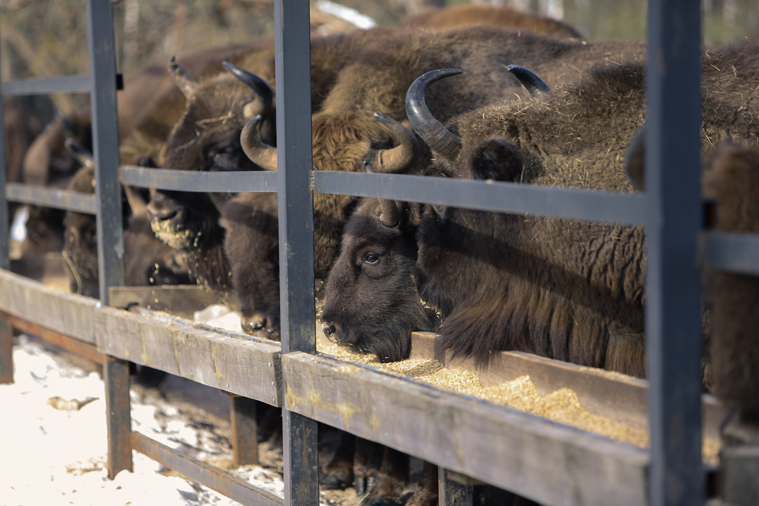 Брянский лес. «Книжка с картинками» Фотограф Наталья Цыбина