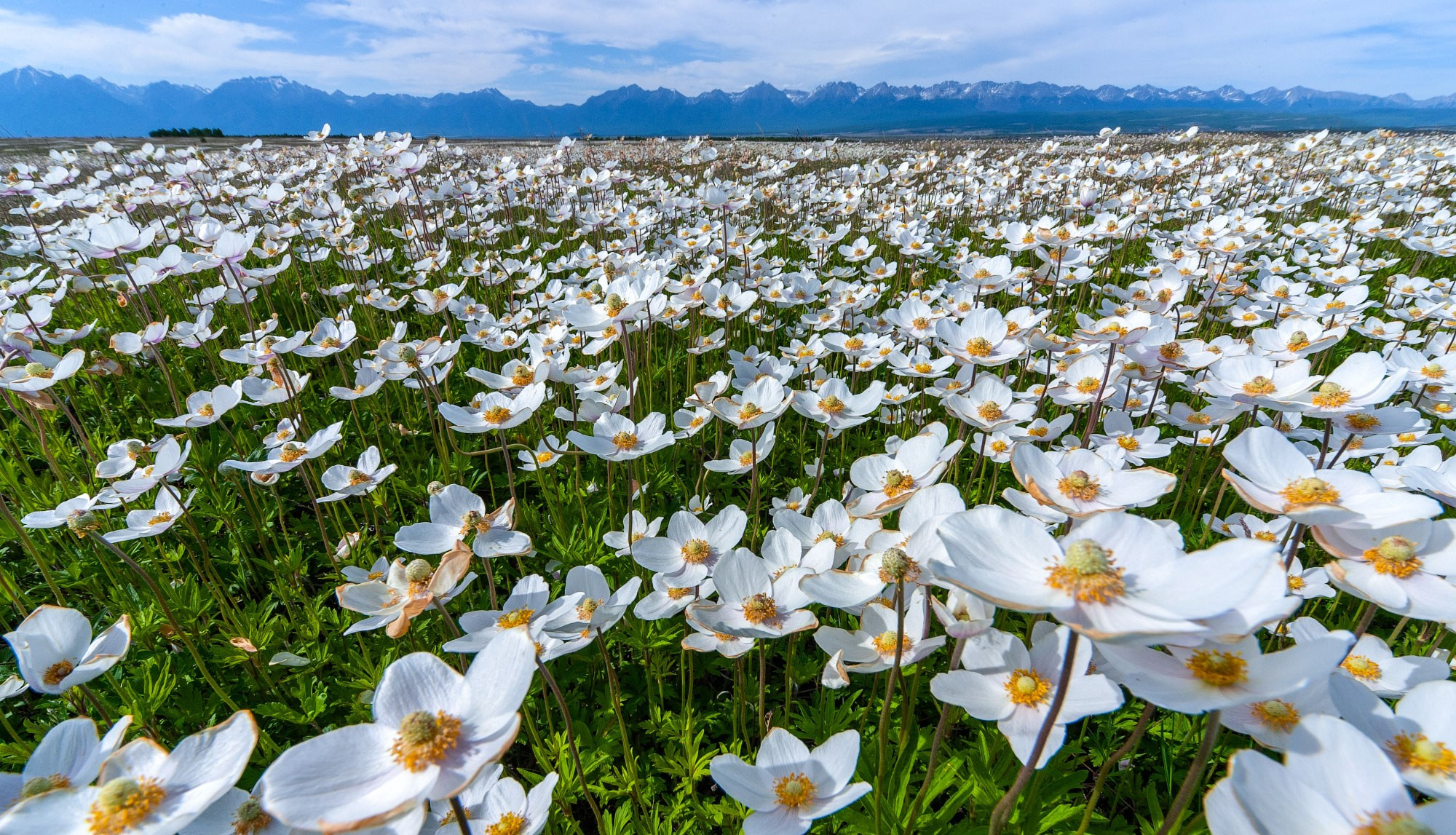Свадебный фотограф в Геленджике