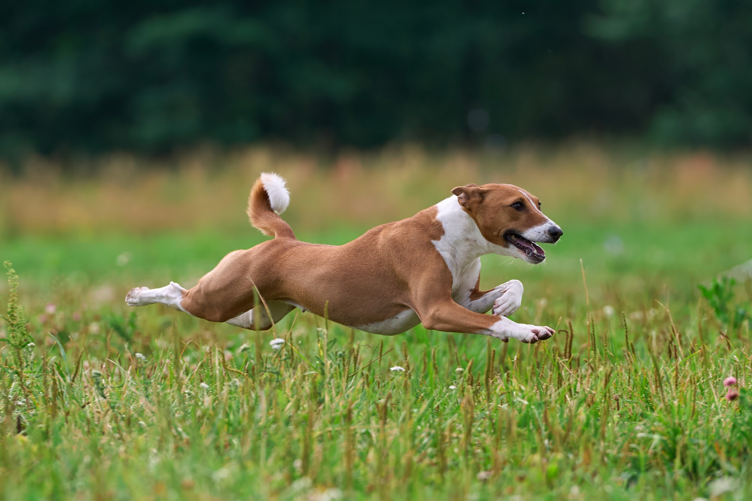 Тренировка по курсингу в Донино. Фотограф-анималист Михаил Манухин