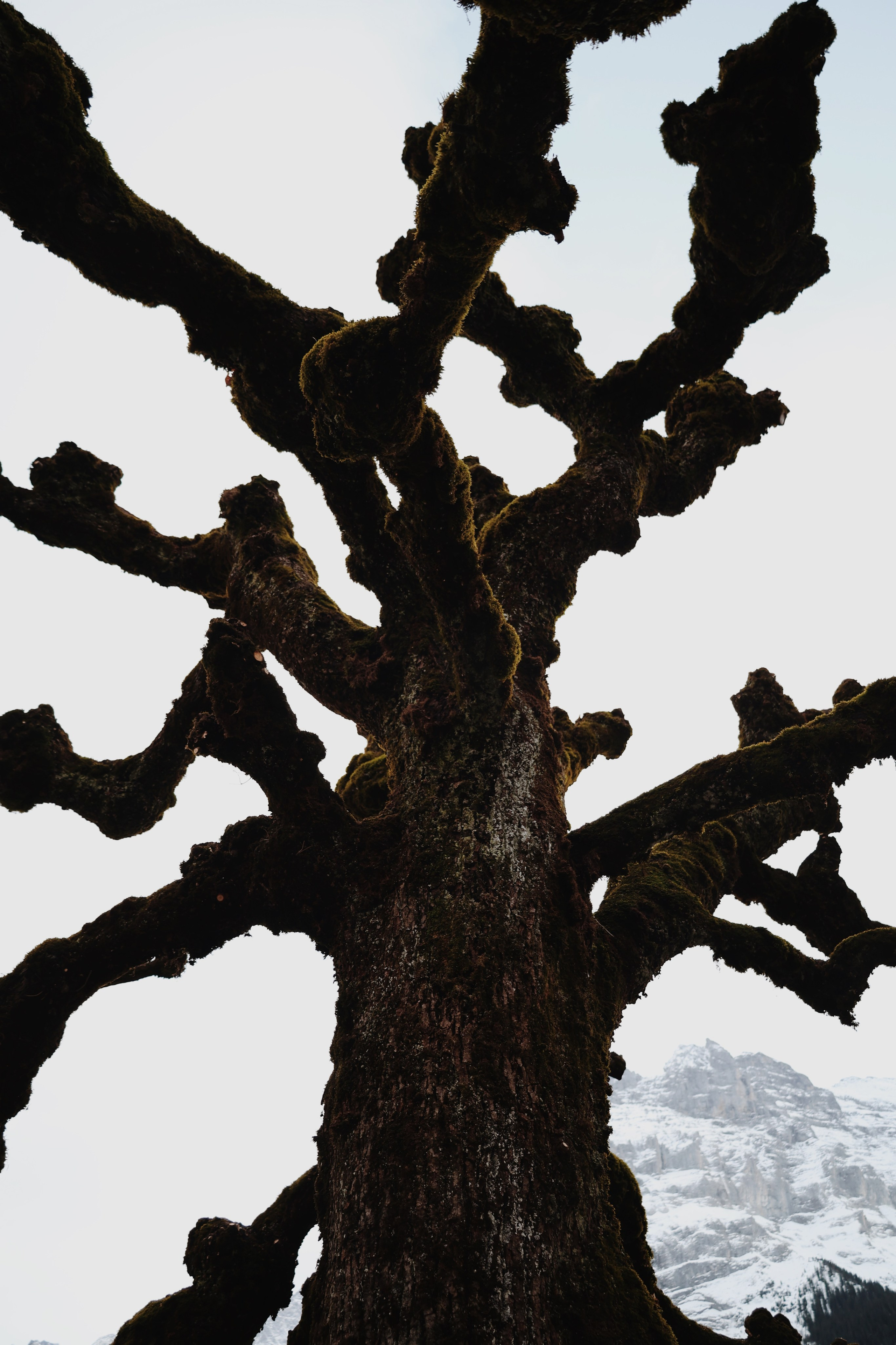 Grindelwald. Фотограф в Москве