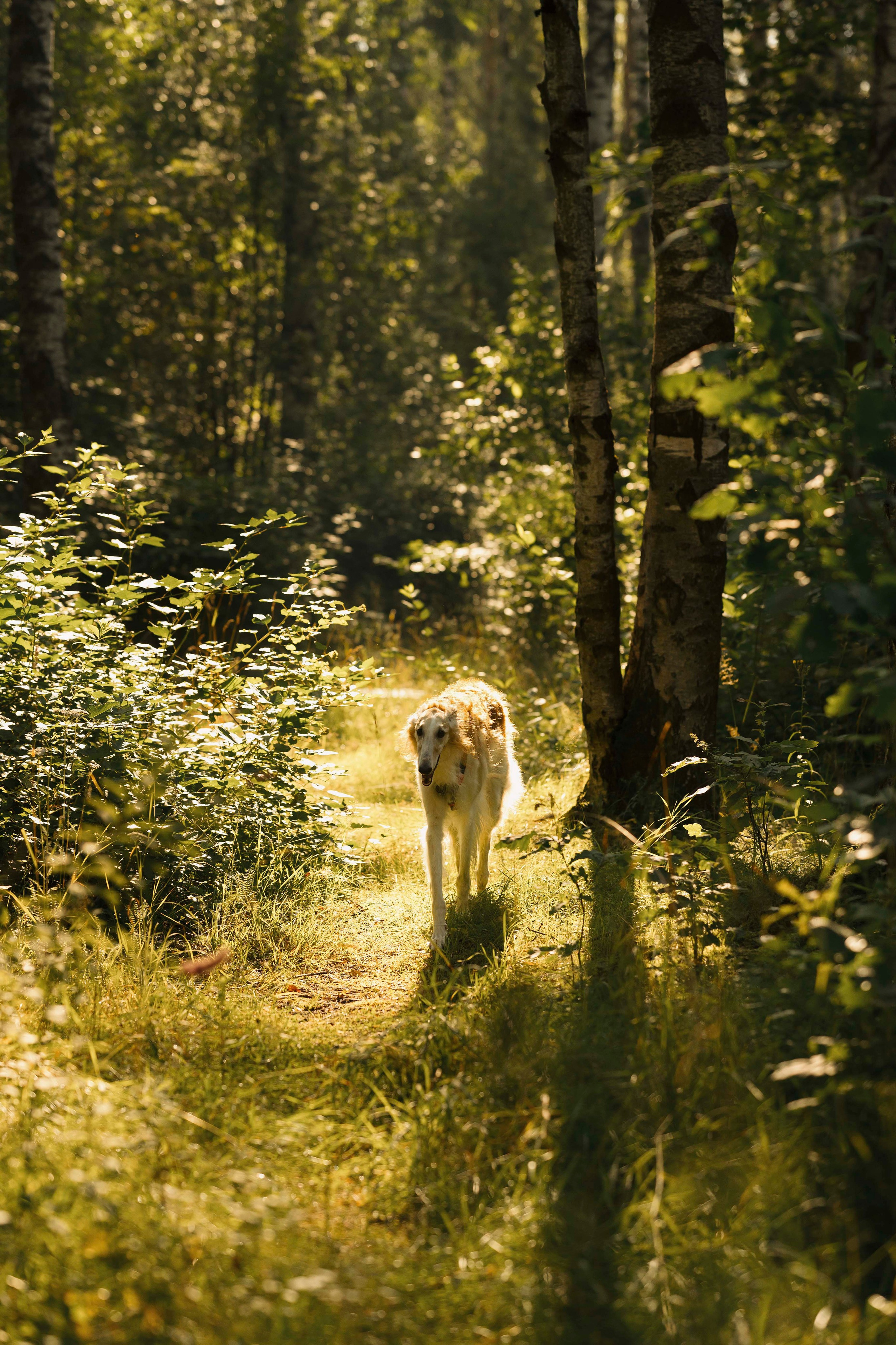 Тайга. Фотограф- анималист Александра Матвеева