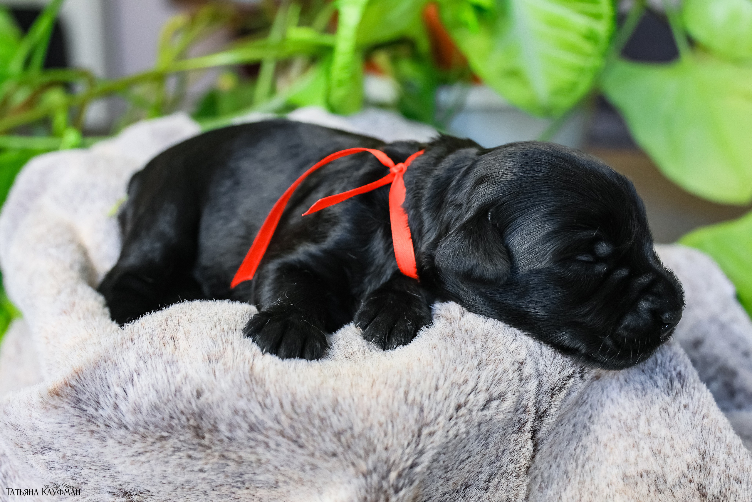 ризеншнауцер, щенки ризеншнауцера, фотограф собак, фотограф анималист, фотосессия щенков
