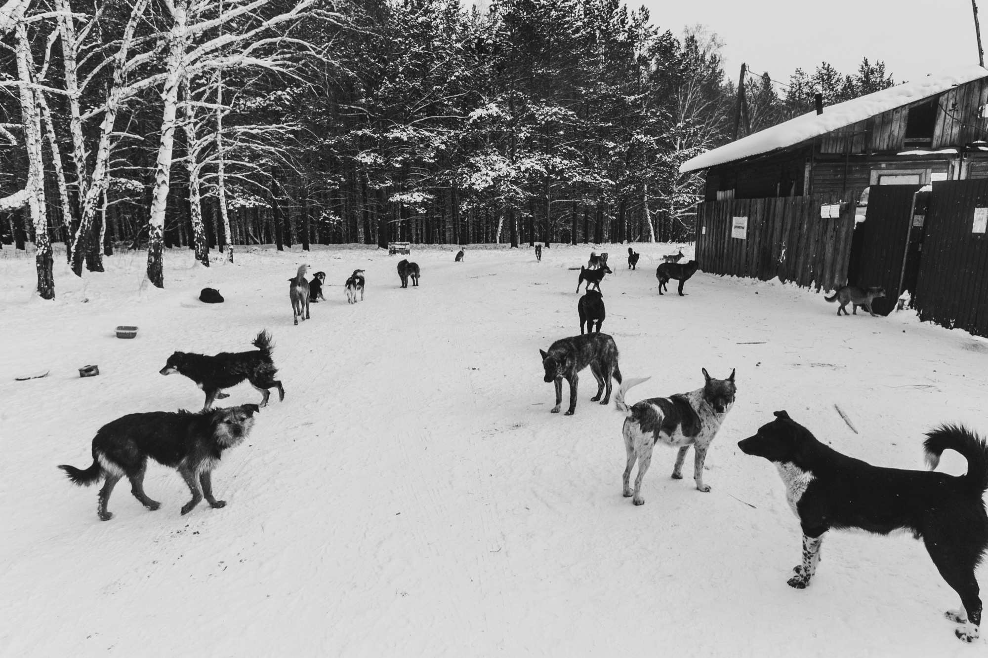 Собаки на сене. Антон Климов, документальный фотограф, Иркутск