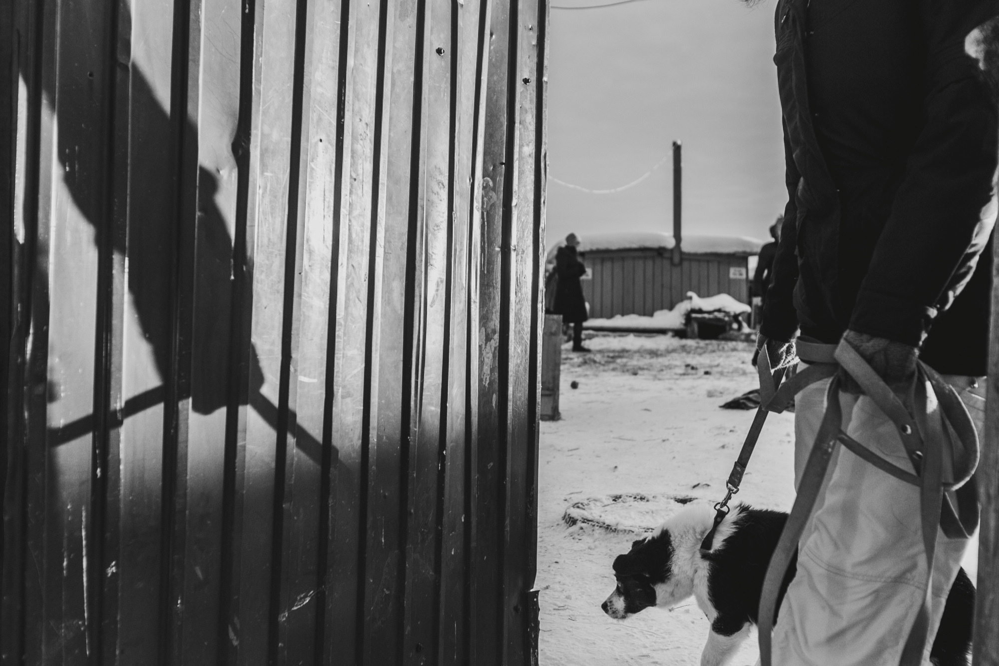 Собаки на сене. Антон Климов, документальный фотограф, Иркутск