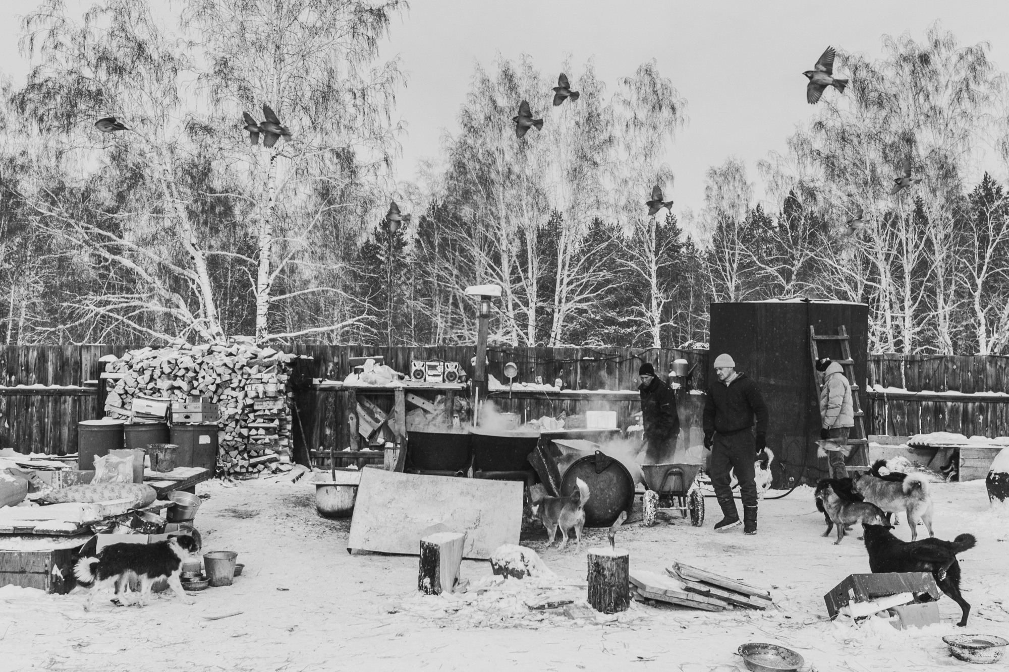 Собаки на сене. Антон Климов, документальный фотограф, Иркутск